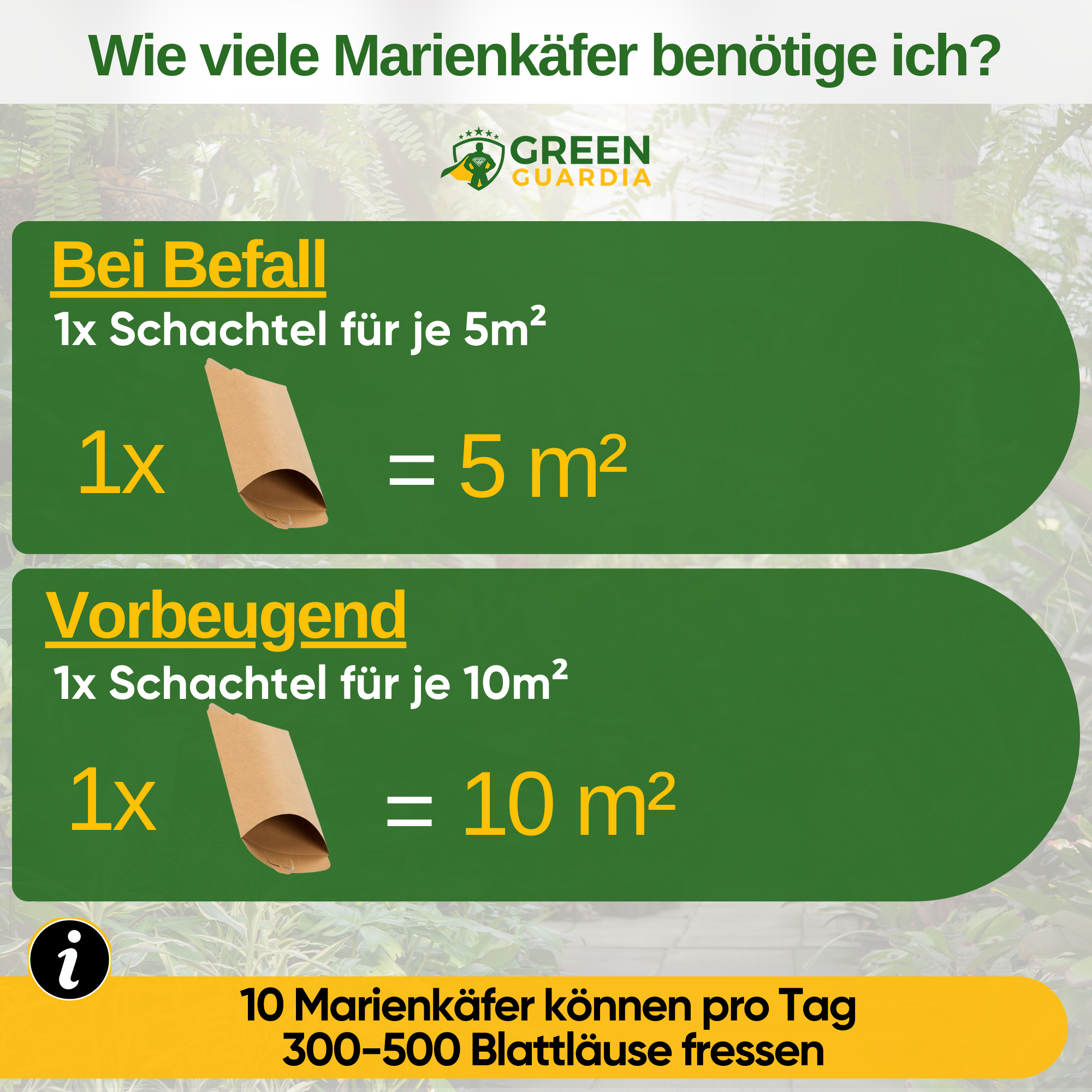 Cryptoalemus (Australischer Marienkäfer) gegen Schmier- & Blattläuse