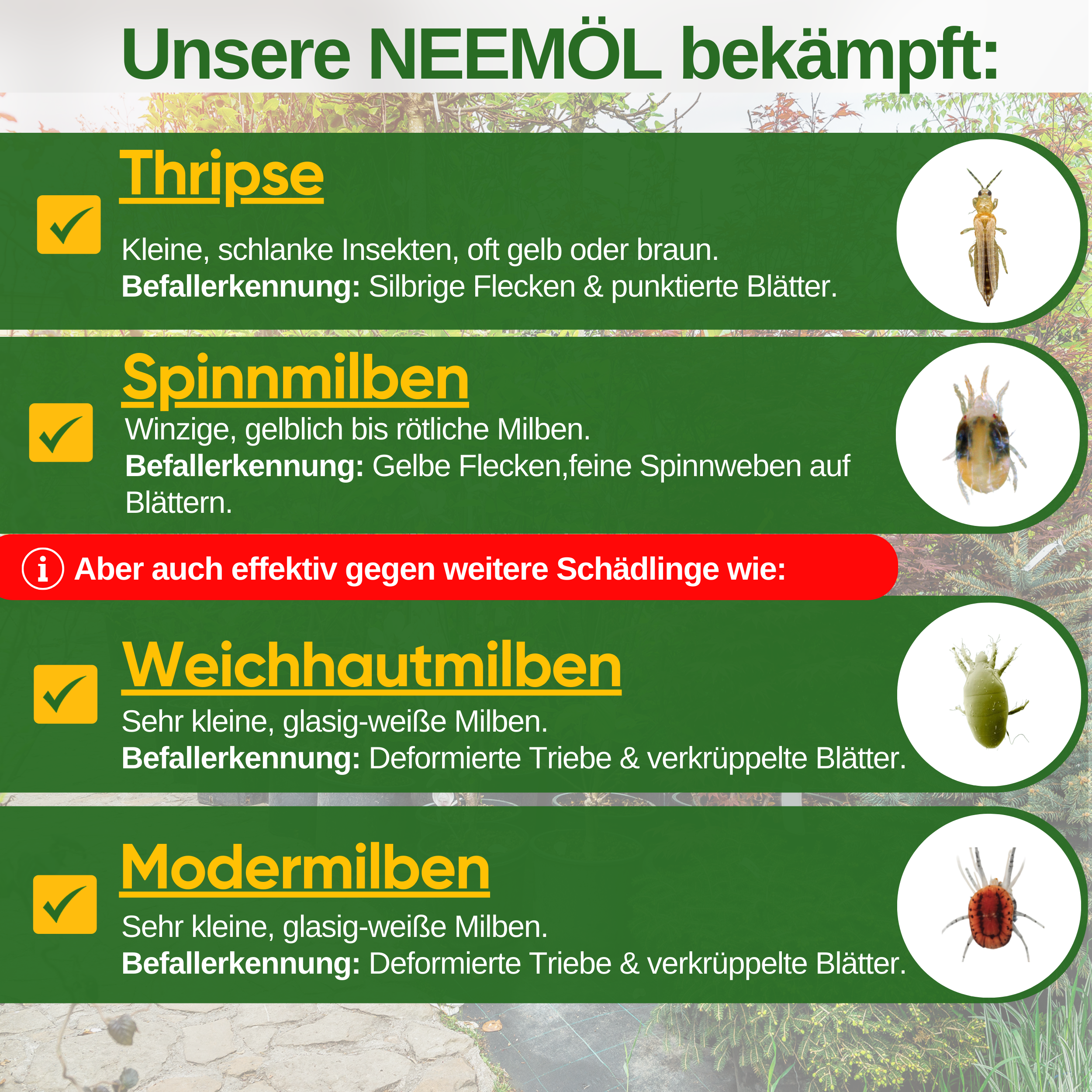 Aceite de Neem potente contra los trips