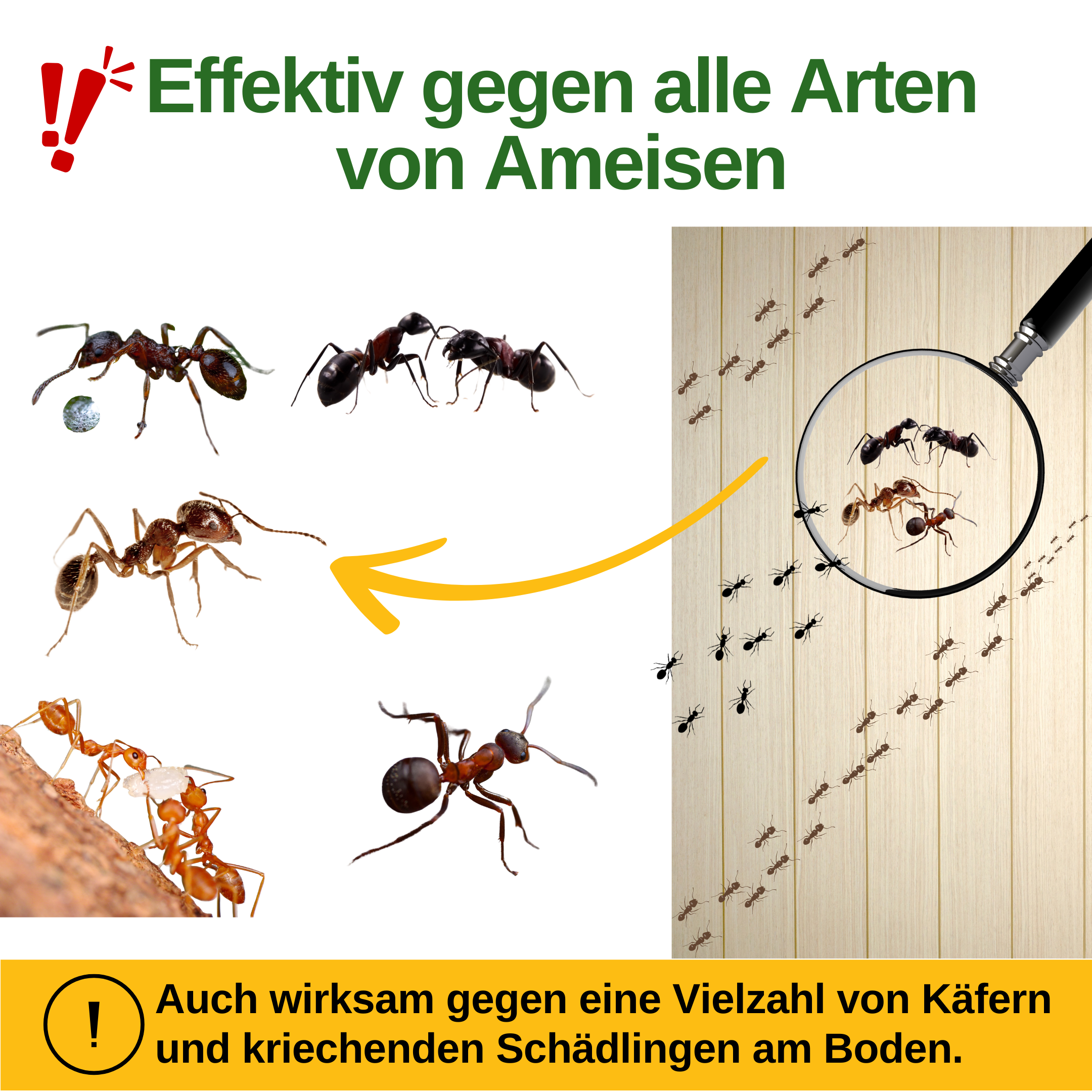 Piège à fourmis avec attractif spécial 