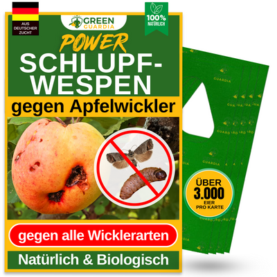Avispas parásitas contra la polilla de la manzana