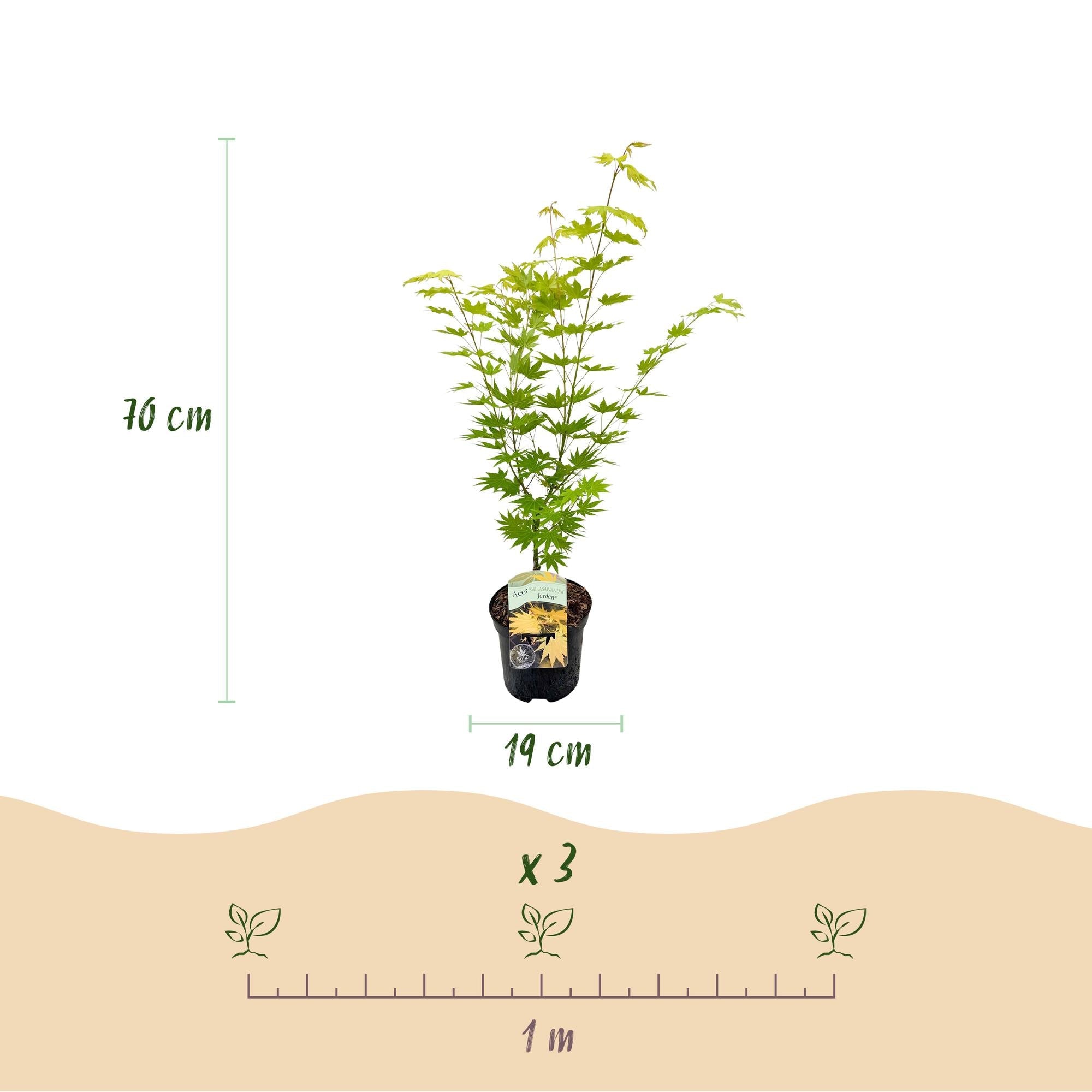 Acer Palmatum ‘Jordan’ – Japanischer Ahorn, laubabwerfend – 19 cm Topf, 70 cm hoch - Green Guardia - Ihr Experte für Schädlinge und Pflanzen