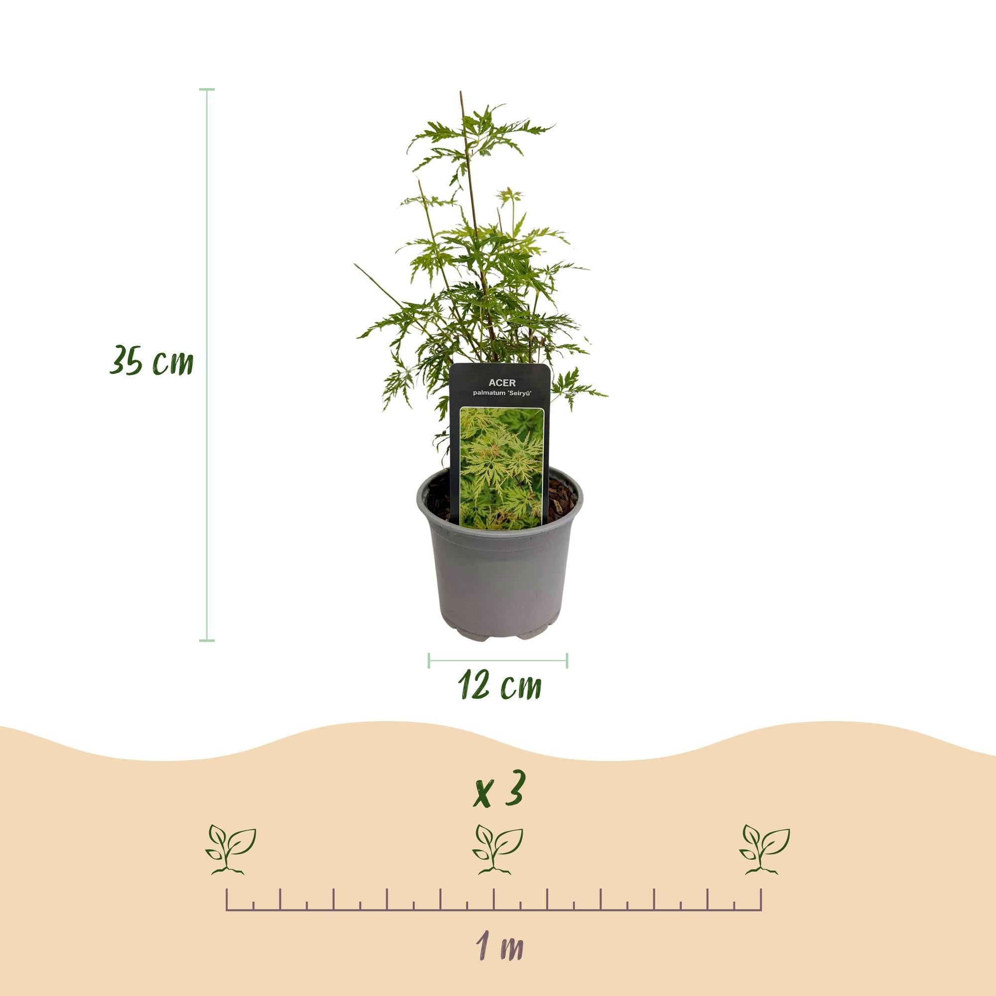 Acer palmatum ‘Seiryu’ – laubabwerfend & pflegeleicht – grün – 12 cm Topf, ca. 35 cm hoch - Green Guardia - Ihr Experte für Schädlinge und Pflanzen