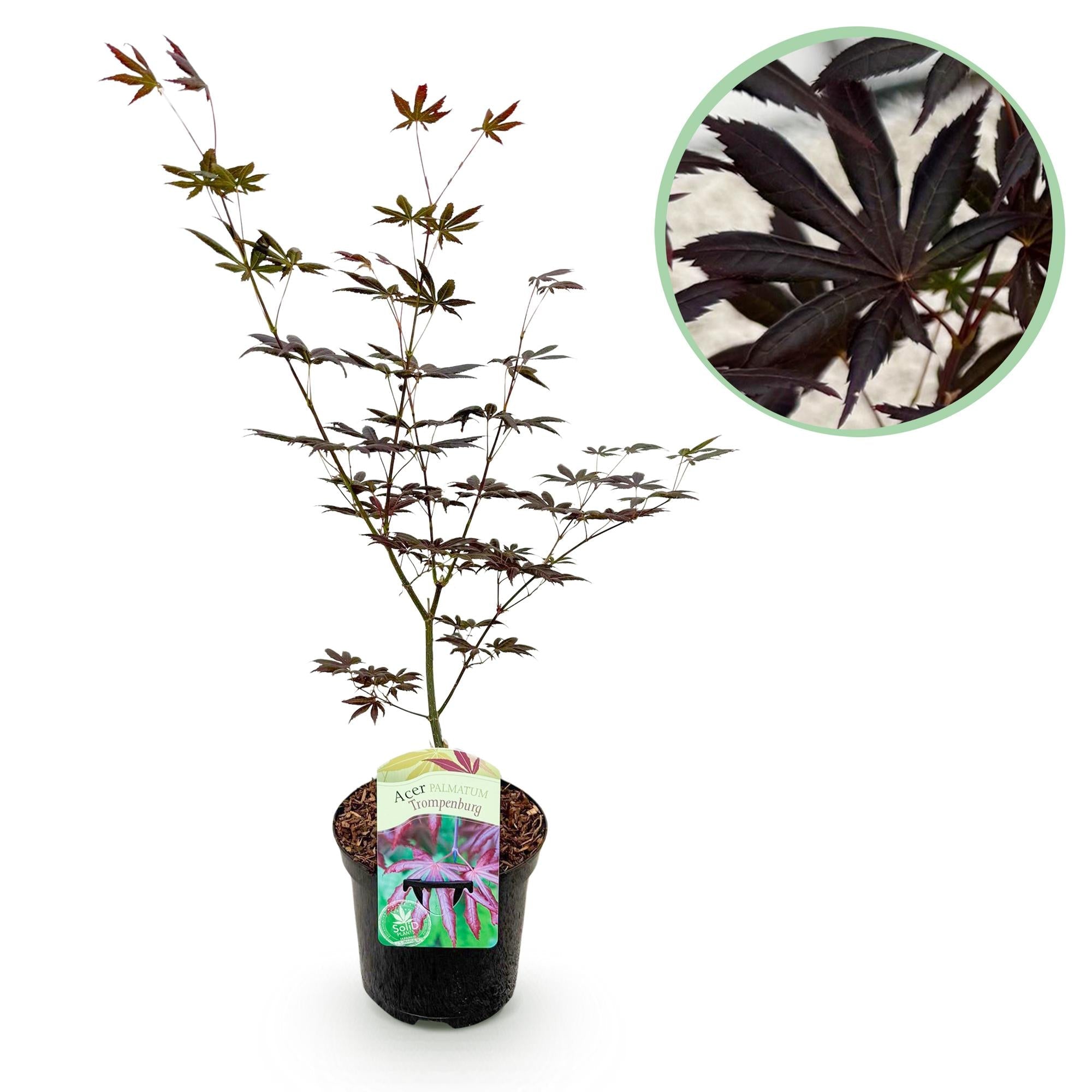 Acer Palmatum ‘Trompenburg’ – Japanischer Ahorn, laubabwerfend – 19 cm Topf, 70 cm hoch - Green Guardia - Ihr Experte für Schädlinge und Pflanzen