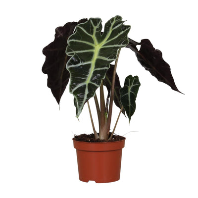 Alocasia Amazonica ‘Polly’ – Elefantenohr - 12 cm Topf, 30 cm hoch - Green Guardia - Ihr Experte für Schädlinge und Pflanzen