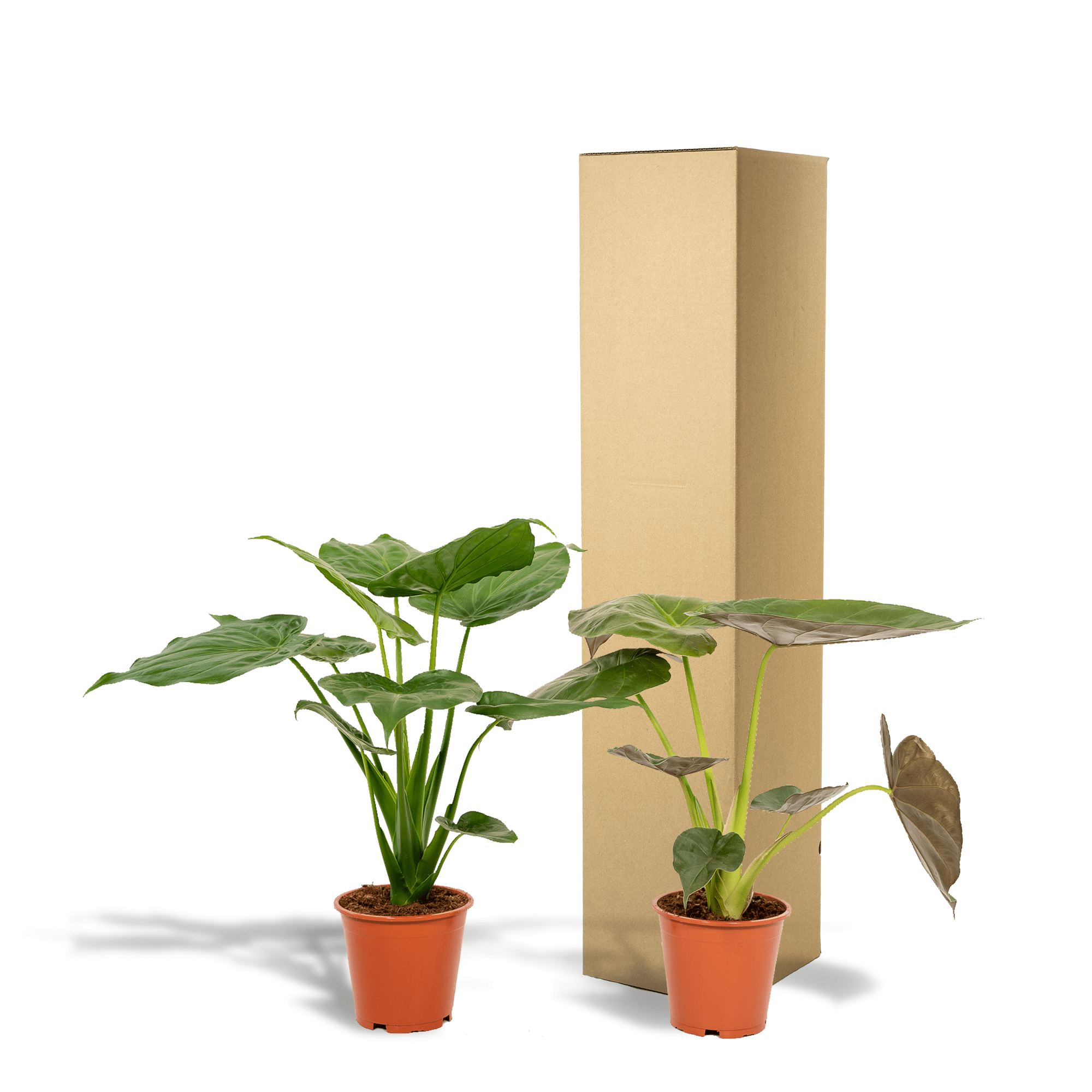 Alocasia cucullata & Alocasia wentii – Elefantenohr – 2 Pflanzen – 19 cm Topf, 60 cm hoch - Green Guardia - Ihr Experte für Schädlinge und Pflanzen