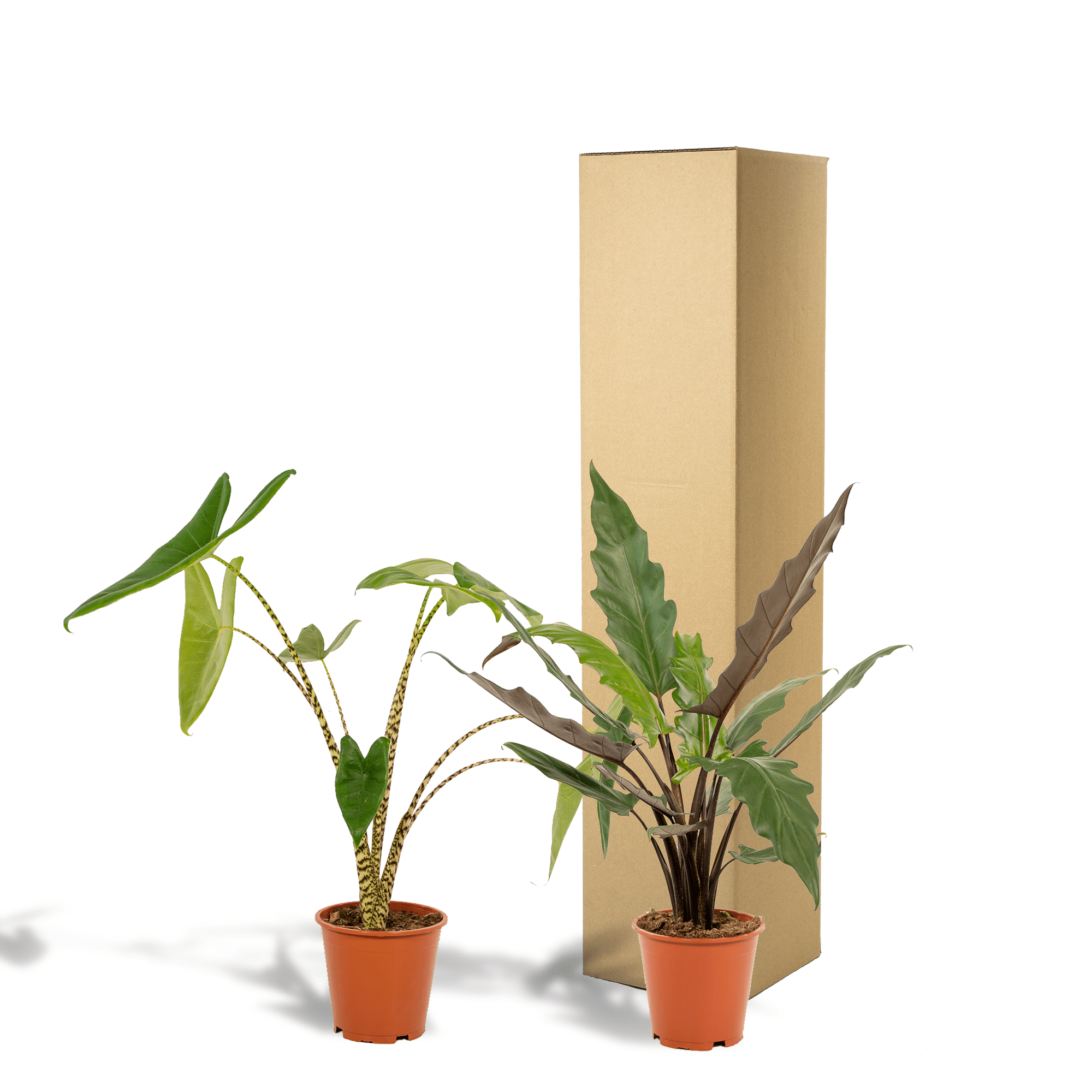 Alocasia zebrina & Alocasia lauterbachiana – Elefantenohr – 2 Pflanzen – 19 cm Topf, 75 cm hoch - Green Guardia - Ihr Experte für Schädlinge und Pflanzen