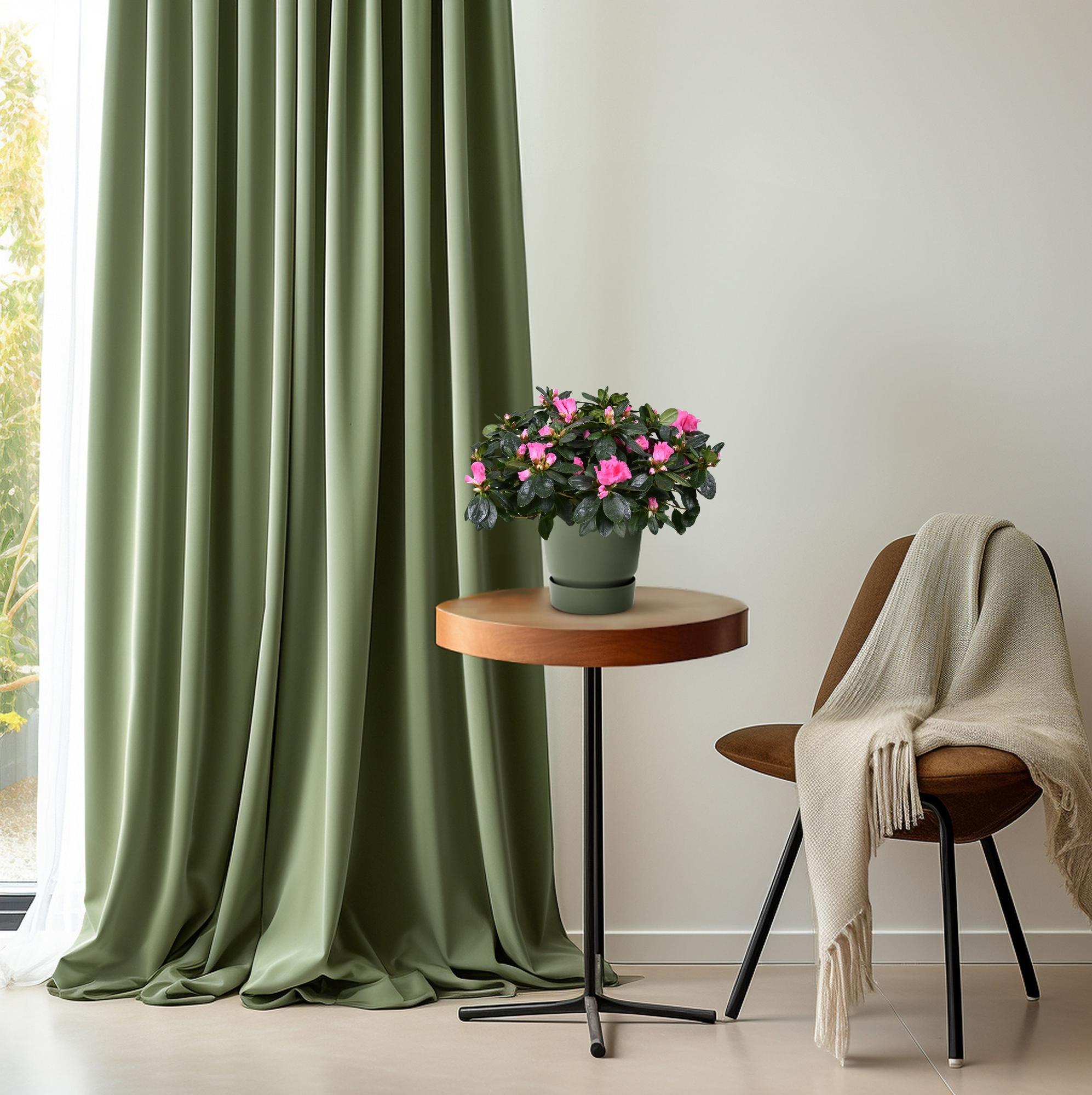 Azalea ‘Rose Vogel’ – kompakte Blütenpflanze, 14 cm Topf, 30 cm Höhe - Green Guardia - Ihr Experte für Schädlinge und Pflanzen