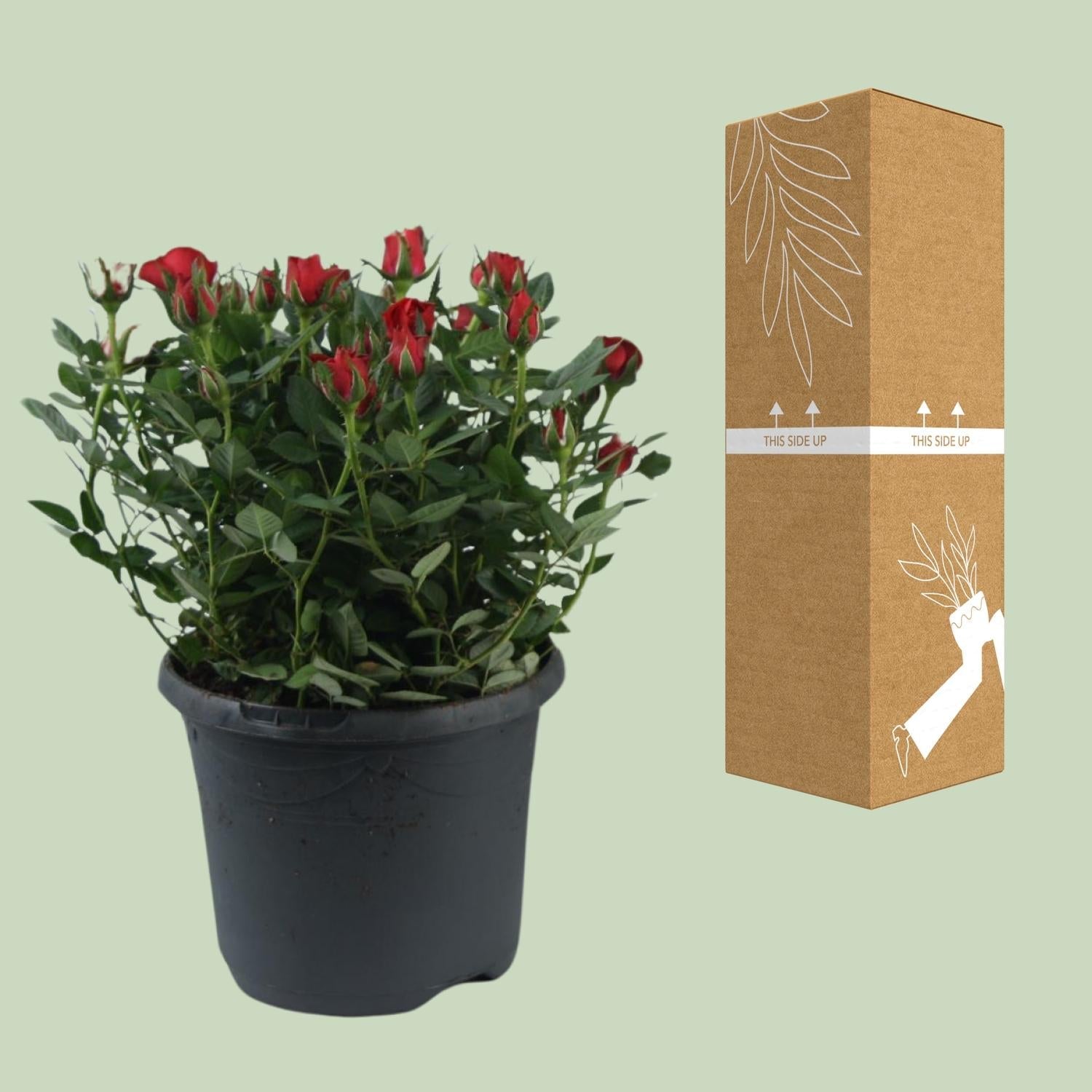 Beetrose ‘Jewel Patio Hot’ – reichblühend, 17 cm Topf, 30 cm hoch - Green Guardia - Ihr Experte für Schädlinge und Pflanzen