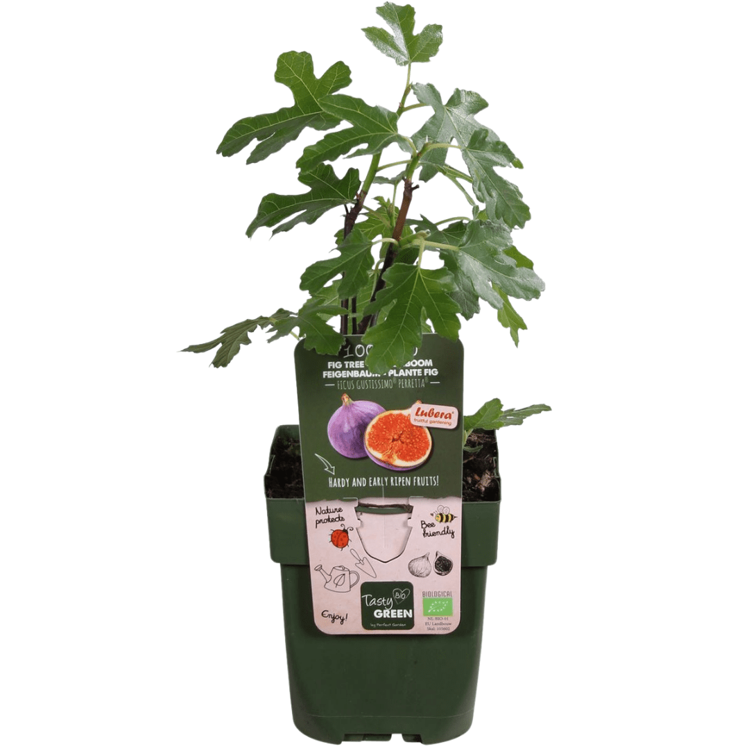 Bio - Feigenbaum – junge Feigenpflanze, Ø 13 cm, Höhe 20 cm - Green Guardia - Ihr Experte für Schädlinge und Pflanzen