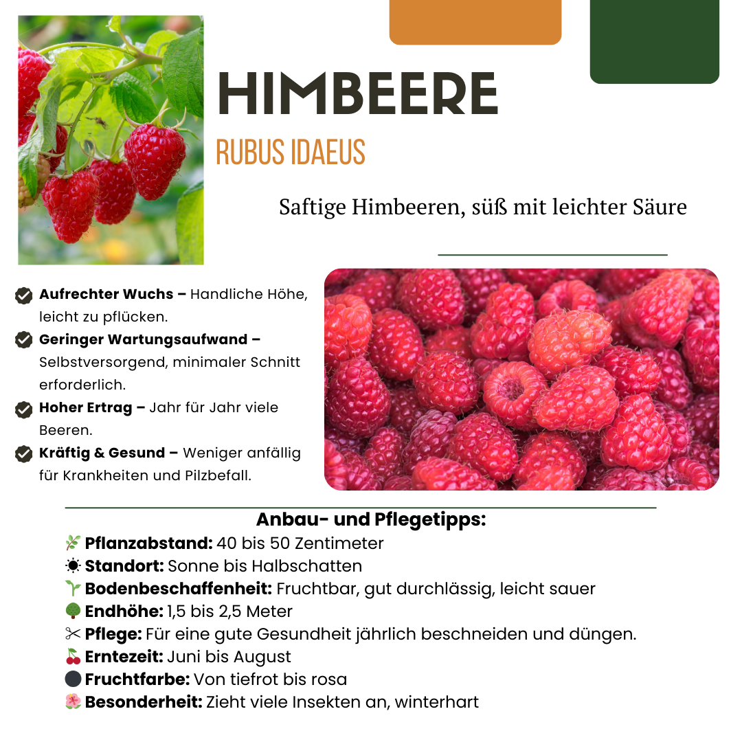 Bio - Himbeere – robuste Jungpflanze, 13 - cm - Topf, 20 cm hoch - Green Guardia - Ihr Experte für Schädlinge und Pflanzen