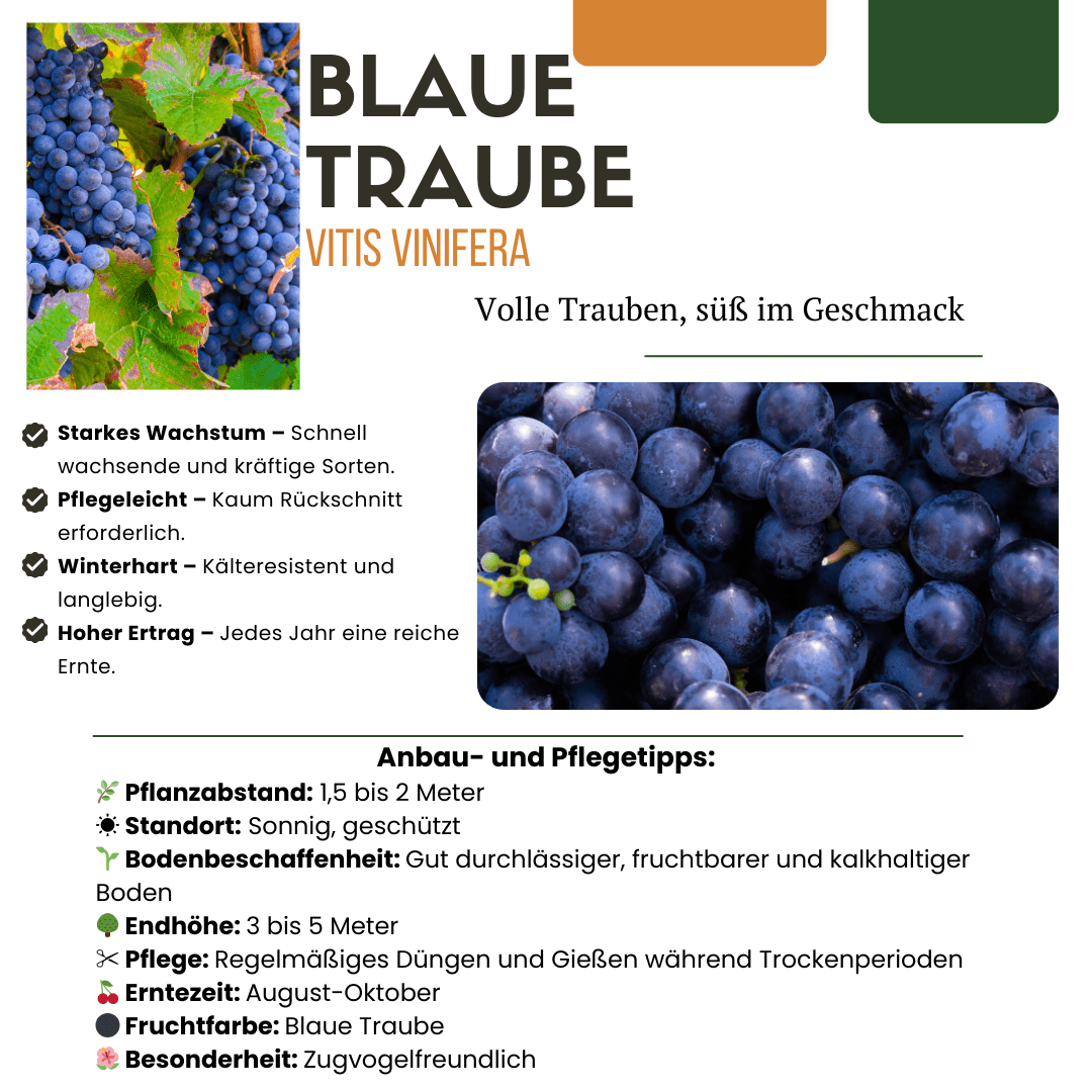 BIO Obstpflanzen - Set „Früchte - Oase“ – Mix aus 5 Sorten - Green Guardia - Ihr Experte für Schädlinge und Pflanzen
