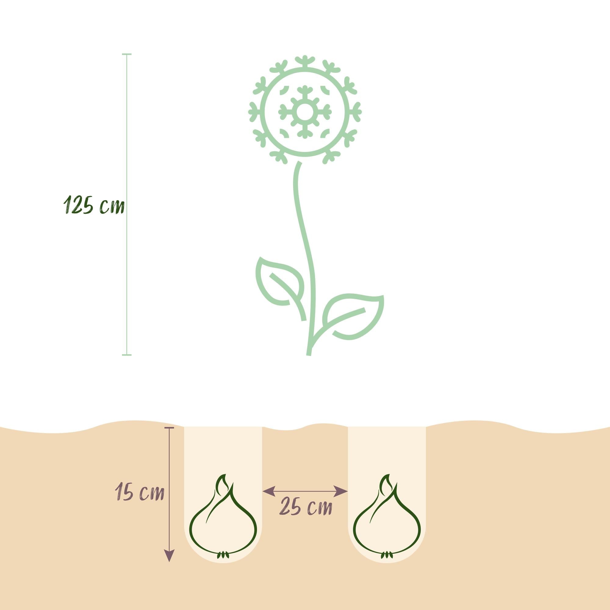 Blumenzwiebeln – Allium ‘Mount Everest’ – winterhart & mehrjährig – weiß – 3 Stück – Zwiebelgröße 16/18 – XXL Pack - Green Guardia - Ihr Experte für Schädlinge und Pflanzen