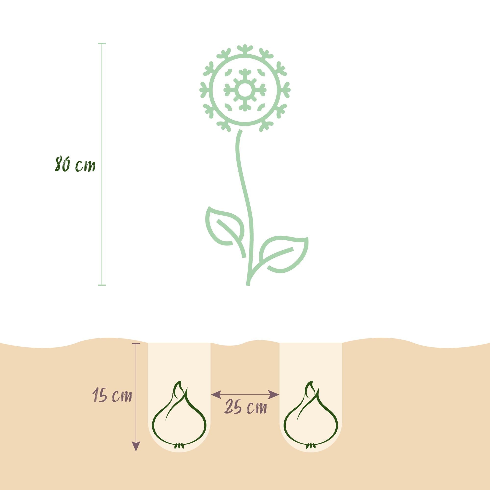 Blumenzwiebeln – Allium ‘Purple Sensation’ – winterhart & mehrjährig – lila – 15 Stück – Zwiebelgröße 10/12 – XXL Pack - Green Guardia - Ihr Experte für Schädlinge und Pflanzen