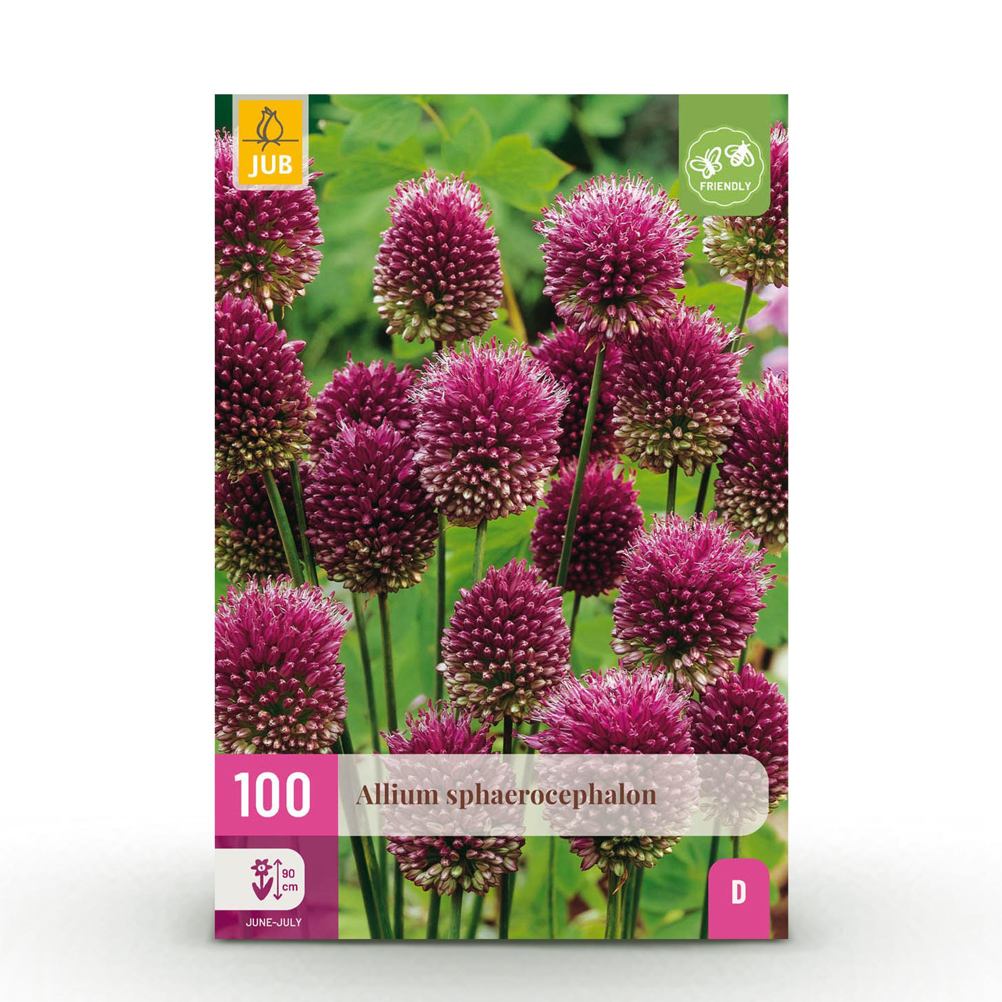 Blumenzwiebeln – Allium sphaerocephalon – winterhart & mehrjährig – lila – 100 Stück – Zwiebelgröße 5/6 – XXL Pack - Green Guardia - Ihr Experte für Schädlinge und Pflanzen