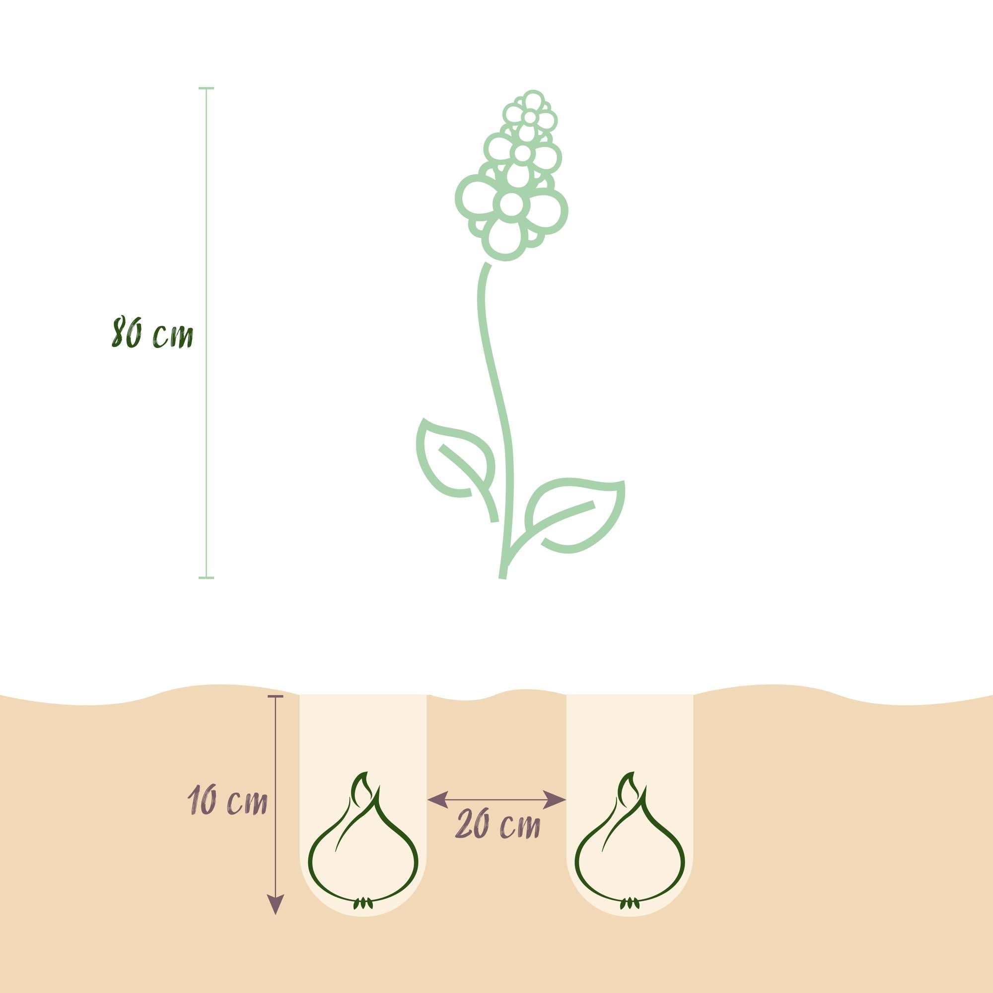 Blumenzwiebeln – Camassia leichtlinii Mix – winterhart & mehrjährig – lila & weiß – 5 Stück – Zwiebelgröße 12/14 – XXL Pack - Green Guardia - Ihr Experte für Schädlinge und Pflanzen