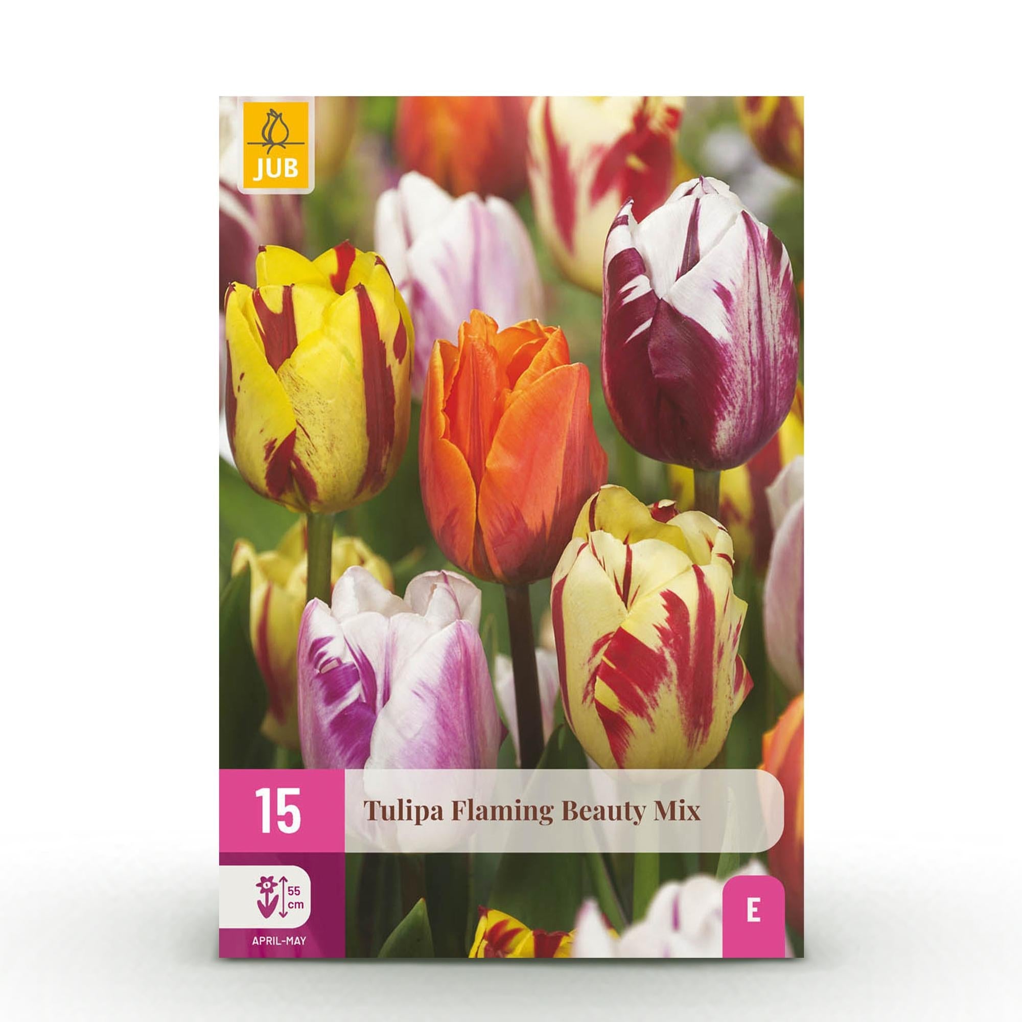 Blumenzwiebeln – Tulpe Flaming Beauty Mix – winterhart & mehrjährig – verschiedene Farben – 15 Stück – Zwiebelgröße 11/12 – XXL Pack - Green Guardia - Ihr Experte für Schädlinge und Pflanzen