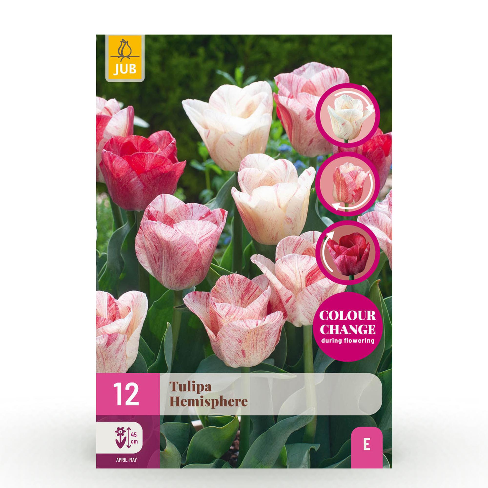 Blumenzwiebeln – Tulpe Hemisphere Mix – winterhart & mehrjährig – verschiedene Farben – 12 Stück – Zwiebelgröße 11/12 – XXL Pack - Green Guardia - Ihr Experte für Schädlinge und Pflanzen