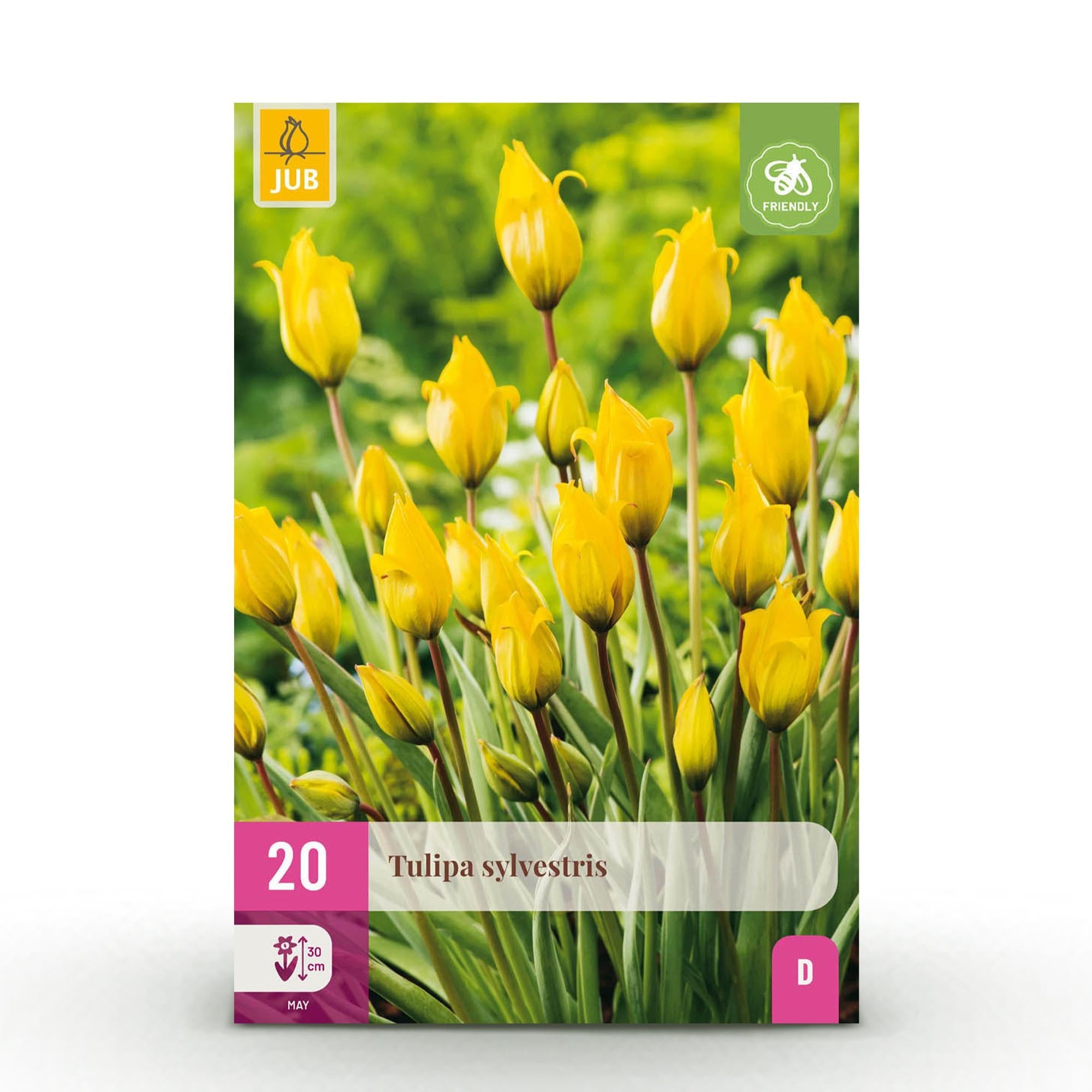 Blumenzwiebeln – Tulpe sylvestris – winterhart & mehrjährig – gelb – 20 Stück – Zwiebelgröße 5/6 – XXL Pack - Green Guardia - Ihr Experte für Schädlinge und Pflanzen