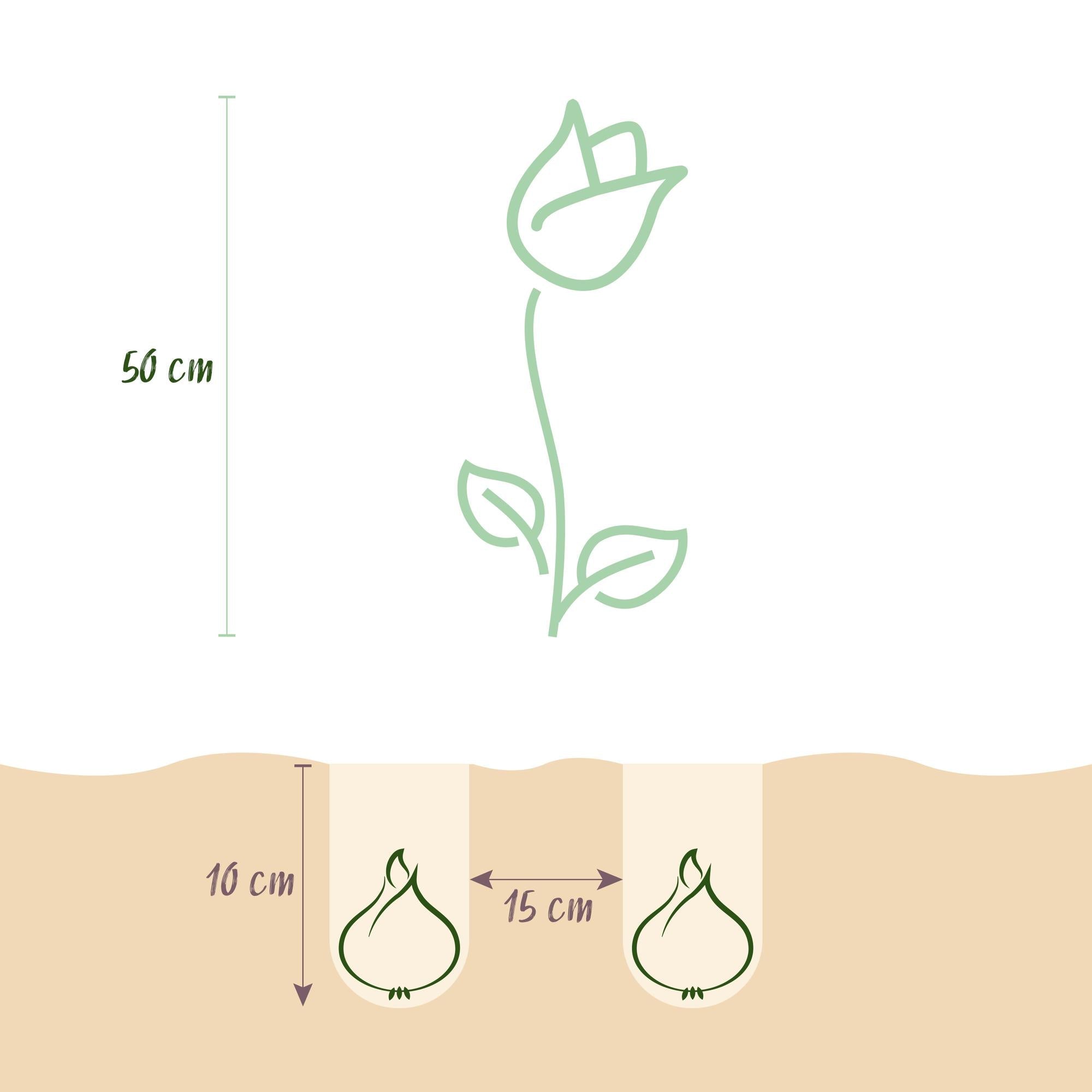 Blumenzwiebeln – Tulpe Triumph ‘Pink’ – winterhart & mehrjährig – rosa – 15 Stück – Zwiebelgröße 11/12 – XXL Pack - Green Guardia - Ihr Experte für Schädlinge und Pflanzen