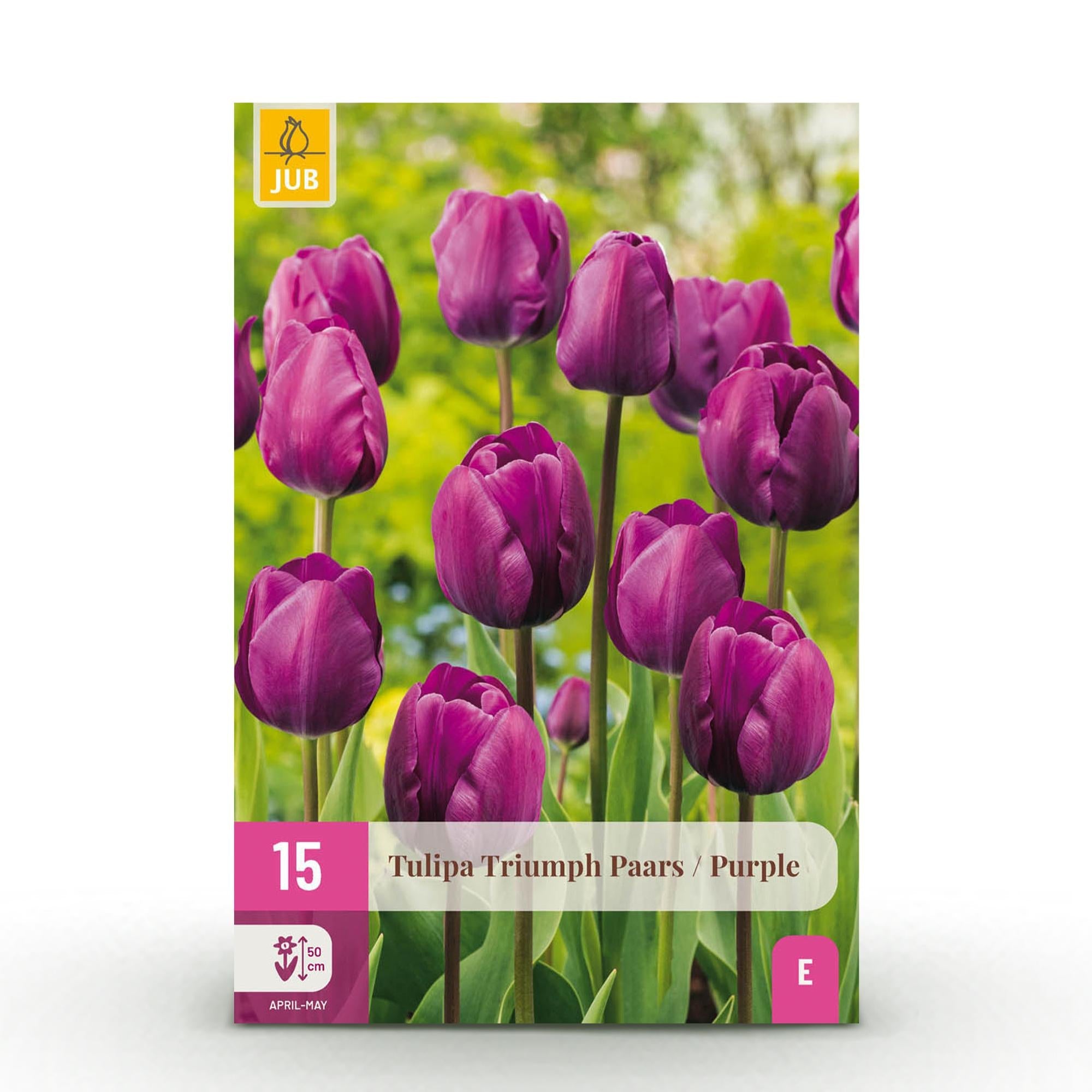 Blumenzwiebeln – Tulpe Triumph ‘Purple’ – winterhart & mehrjährig – lila – 15 Stück – Zwiebelgröße 11/12 – XXL Pack - Green Guardia - Ihr Experte für Schädlinge und Pflanzen
