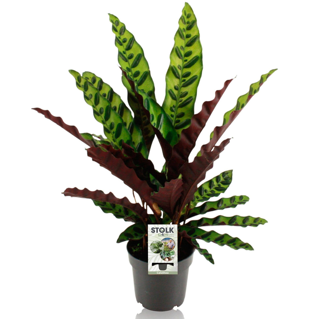 Calathea lancifolia 'Insignis' – Korbmarante – 14 cm Topf, 45 cm hoch