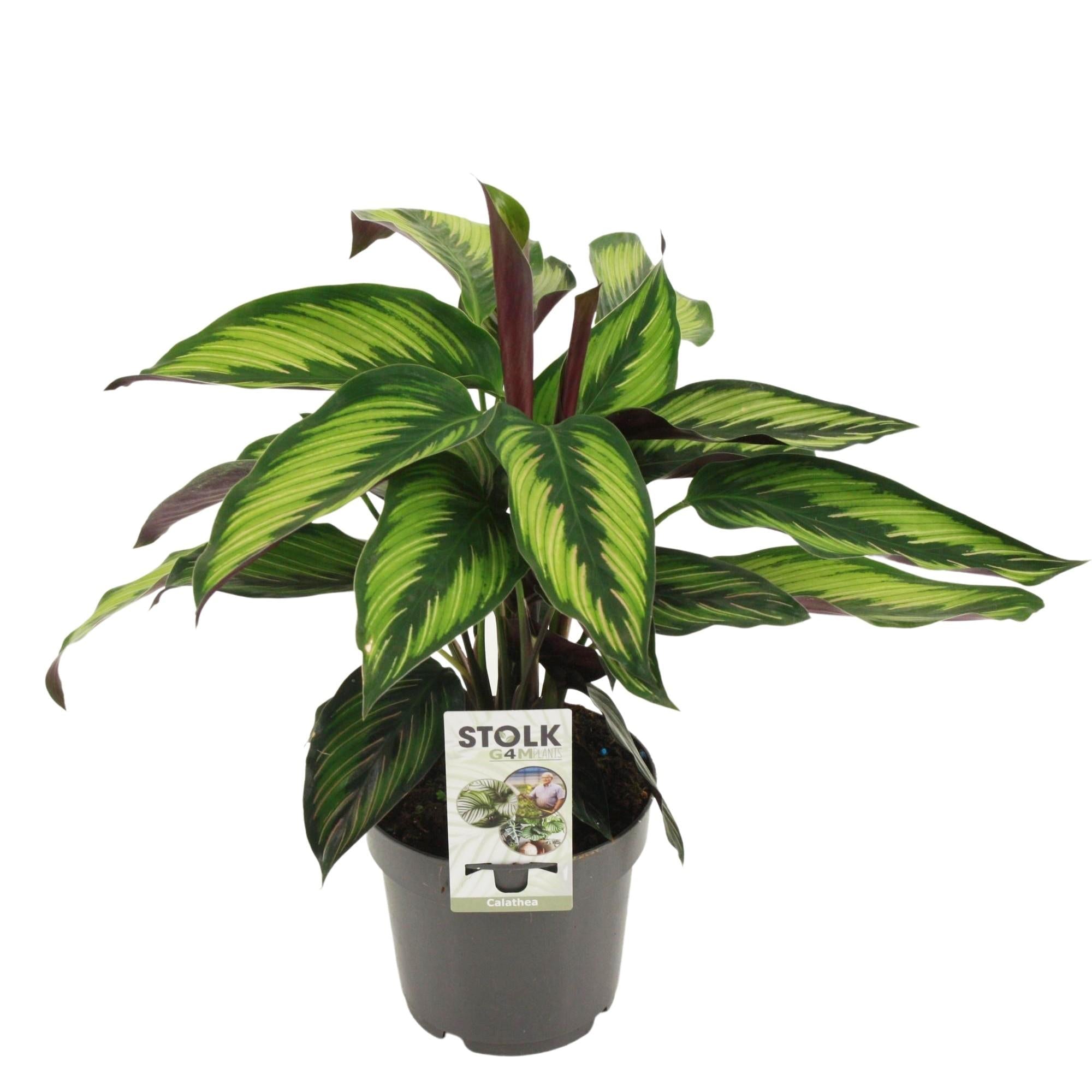 Calathea majestica ‘Princeps’ – Korbmarante – 14 cm Topf, 45 cm hoch - Green Guardia - Ihr Experte für Schädlinge und Pflanzen