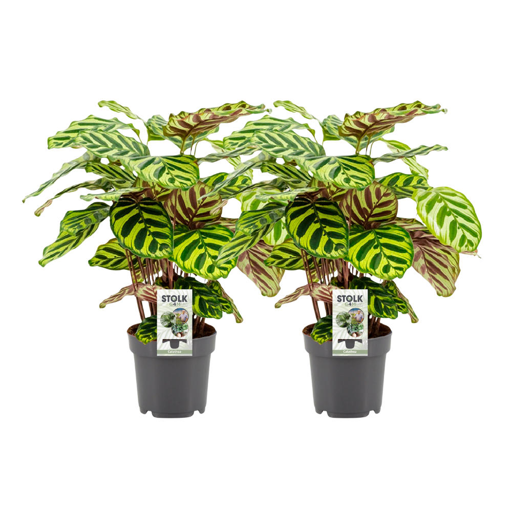 Calathea makoyana – Korbmarante – 14 cm Topf, 45 cm hoch - Green Guardia - Ihr Experte für Schädlinge und Pflanzen