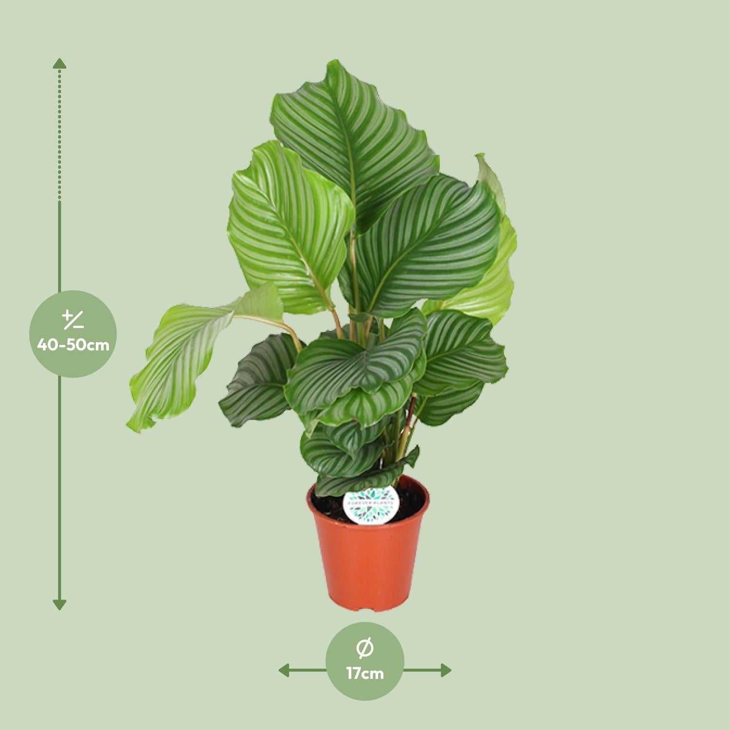 Calathea Orbifolia – Rundblatt - Korbmarante - 25 - 65cm - Green Guardia - Ihr Experte für Schädlinge und Pflanzen