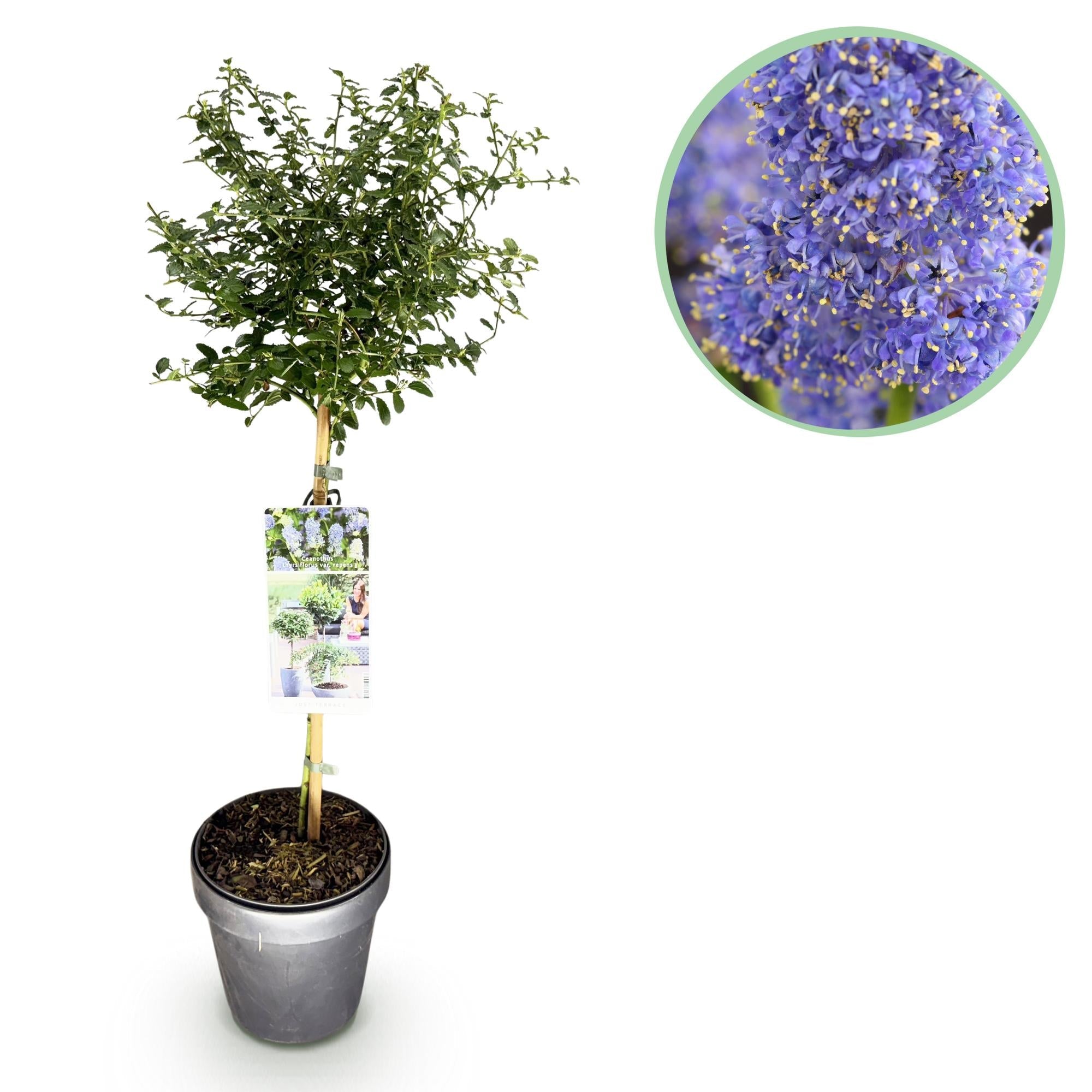 Ceanothus thyrsiflorus ‚Repens‘ – Terrassenpflanze – immergrün & winterhart – lila Blüte – 19 cm Topf, ca. 90 cm hoch - Green Guardia - Ihr Experte für Schädlinge und Pflanzen