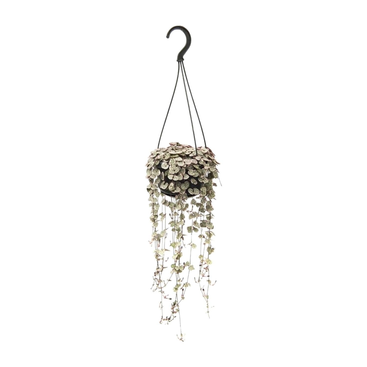 Ceropegia linearis subsp. woodii ‘Variegata’ – Leuchterblume – 14 cm Topf, 38 cm hoch - Green Guardia - Ihr Experte für Schädlinge und Pflanzen