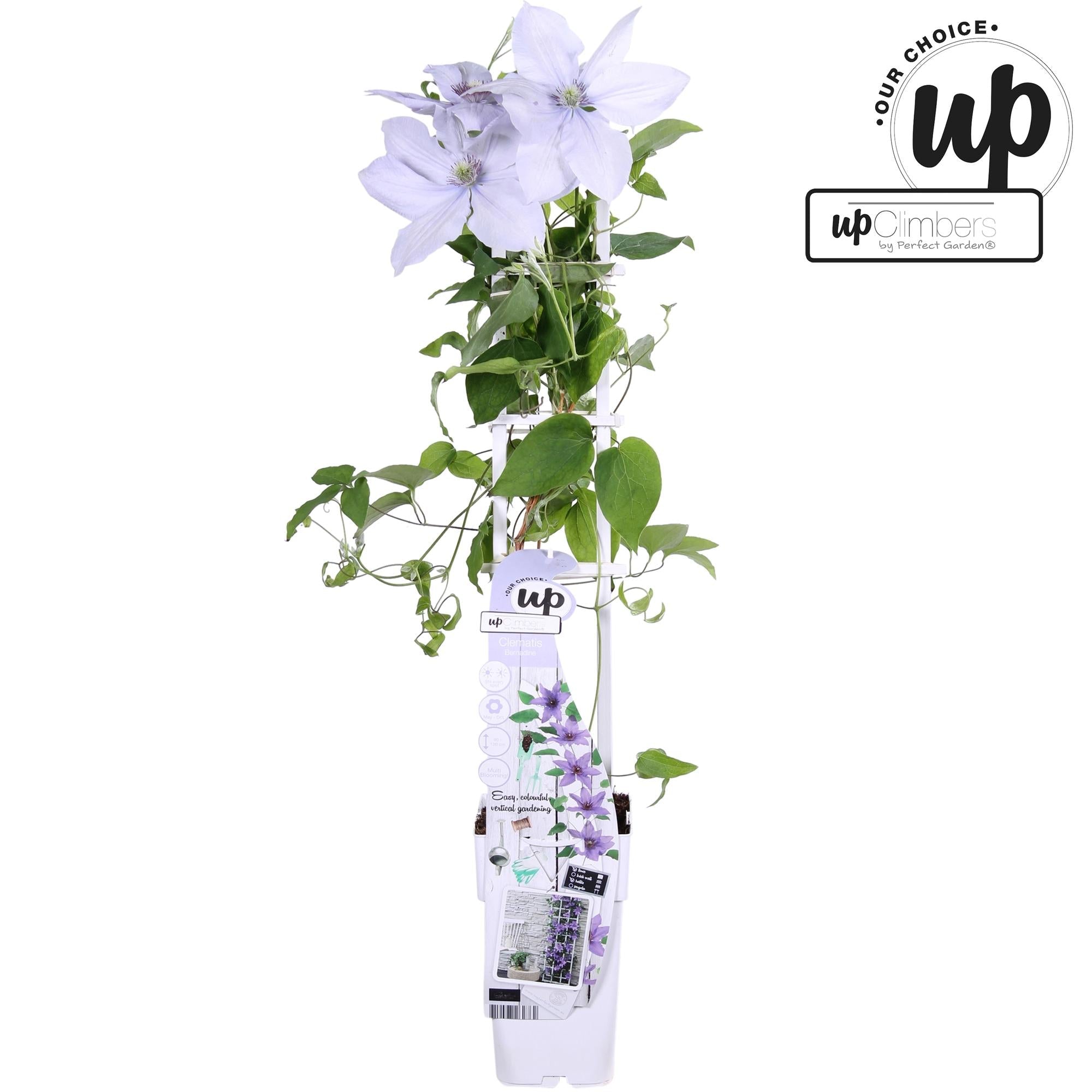 Clematis Evison ‘Bernadine’ – zartviolette Blüten, kompakter Wuchs - Green Guardia - Ihr Experte für Schädlinge und Pflanzen