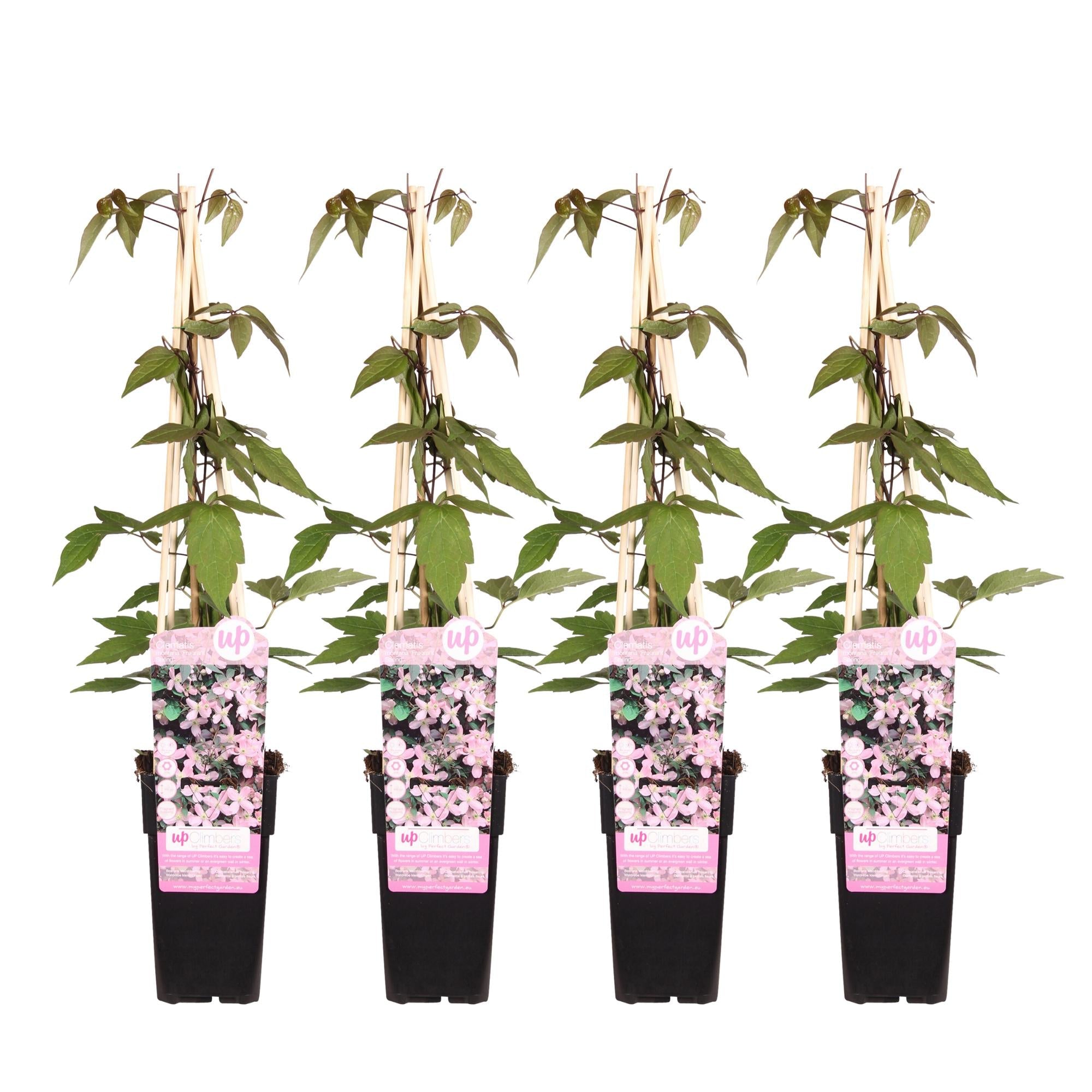 Clematis ‘Fragrant Spring’ (Clematis montana) – hellrosa Blüten, 15 cm Topf, 65 cm Höhe - Green Guardia - Ihr Experte für Schädlinge und Pflanzen