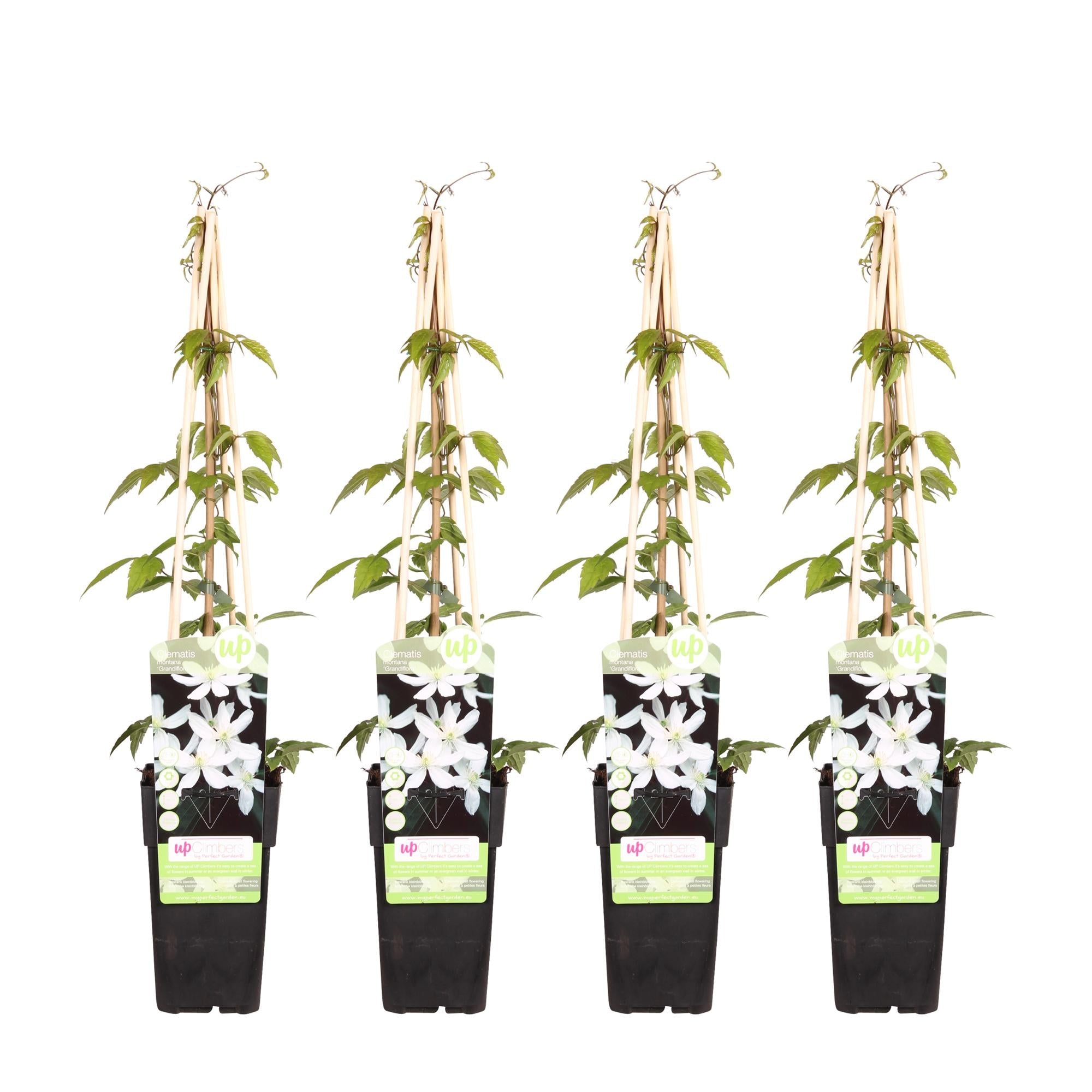 Clematis ‘Grandiflora’ – kräftige Kletterpflanze mit weißen Blüten, 15 cm Topf, 65 cm hoch - Green Guardia - Ihr Experte für Schädlinge und Pflanzen