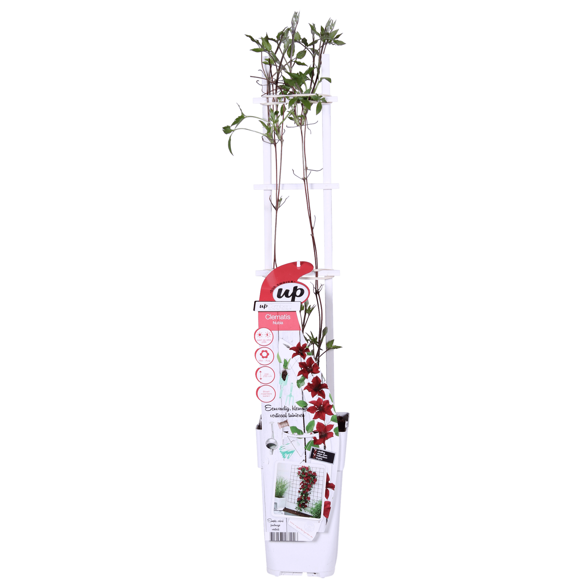 Clematis ‘Nubia’ (Evison - Serie) – rotblühende Clematis, Ø15 cm, 65 cm hoch - Green Guardia - Ihr Experte für Schädlinge und Pflanzen
