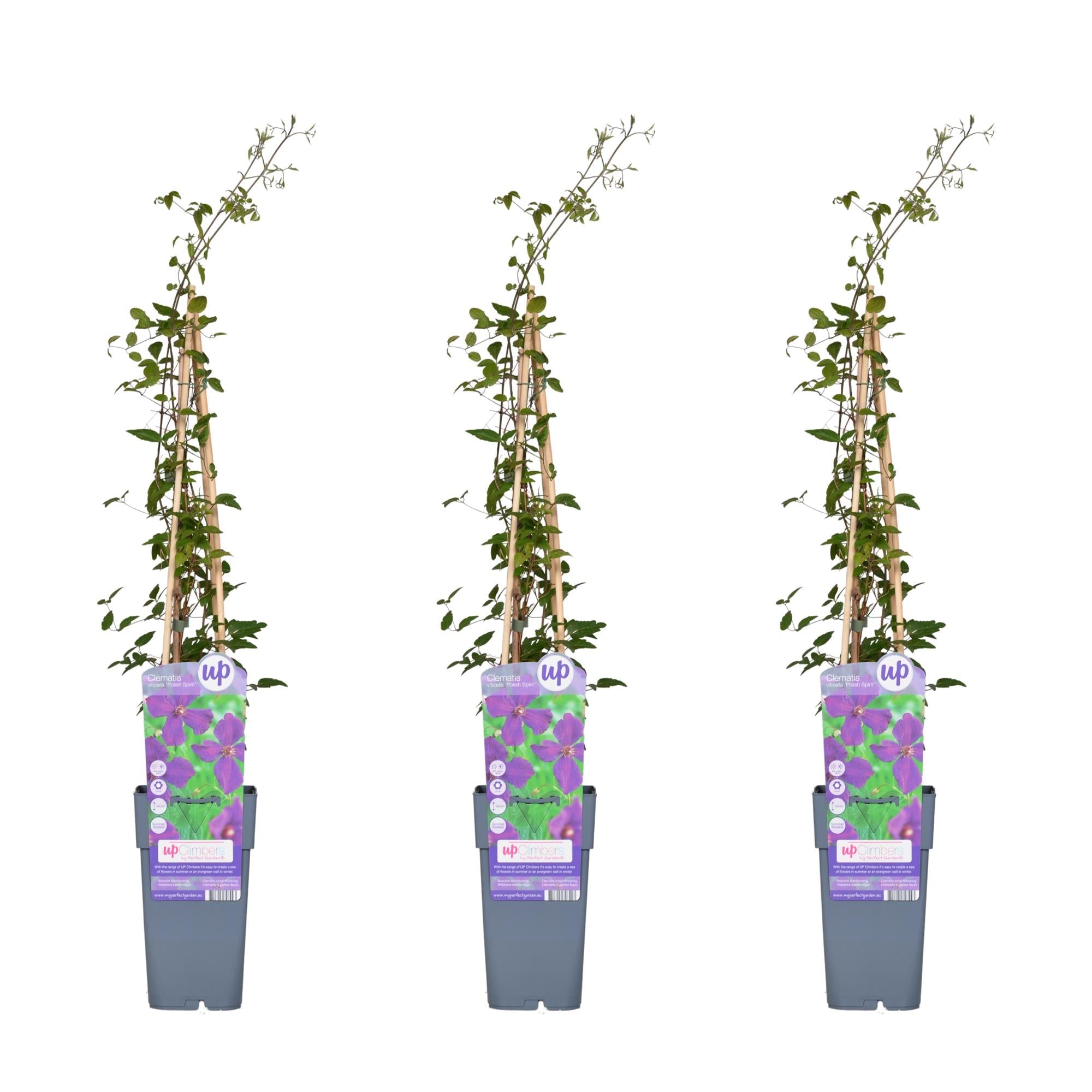 Clematis ‘Polish Spirit’ – kräftig wachsende Sommerblüherin, 15 cm Topf, 65 cm hoch - Green Guardia - Ihr Experte für Schädlinge und Pflanzen