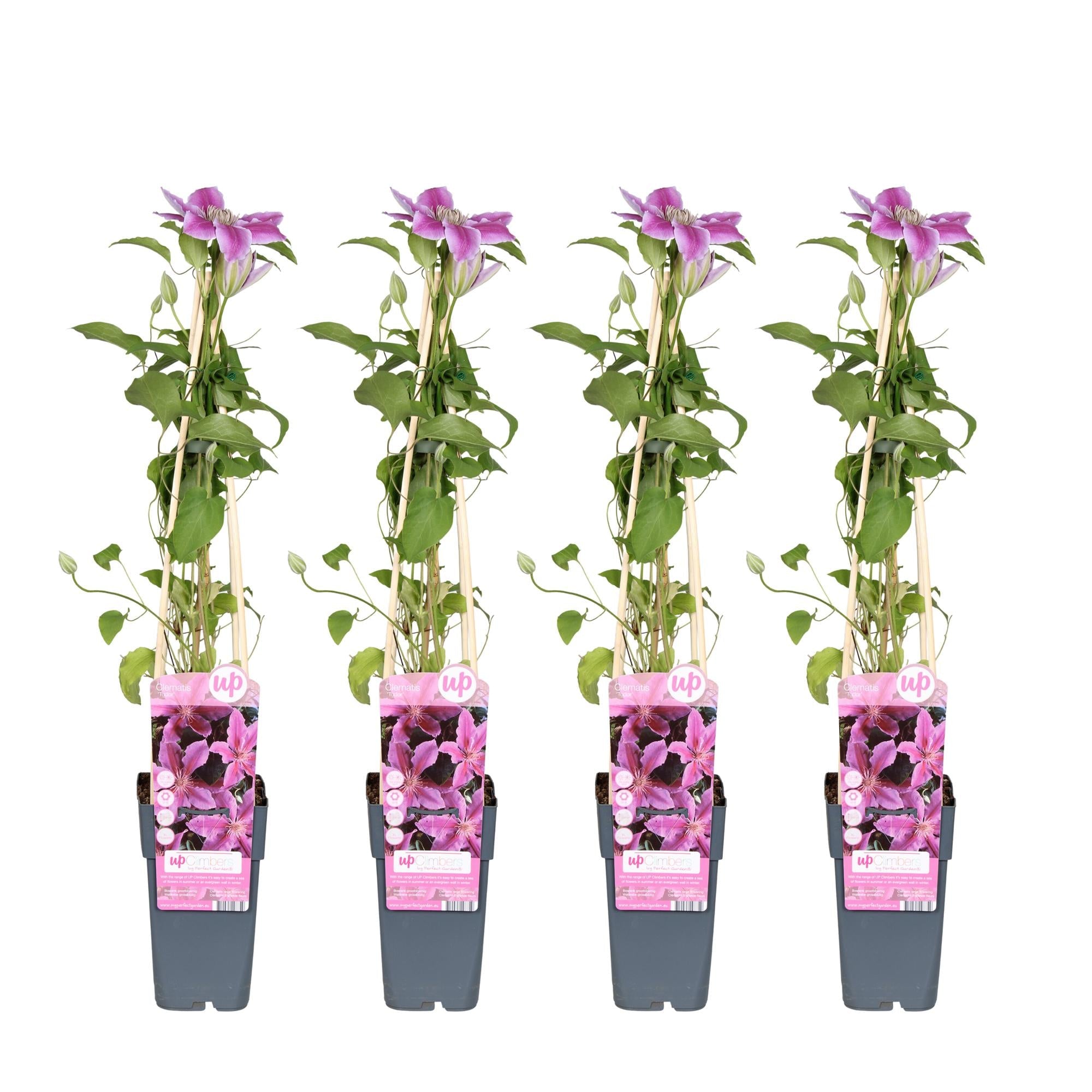 Clematis ‘Tudor’ – reichblühende Sorte, 15 cm Topf, 65 cm hoch - Green Guardia - Ihr Experte für Schädlinge und Pflanzen