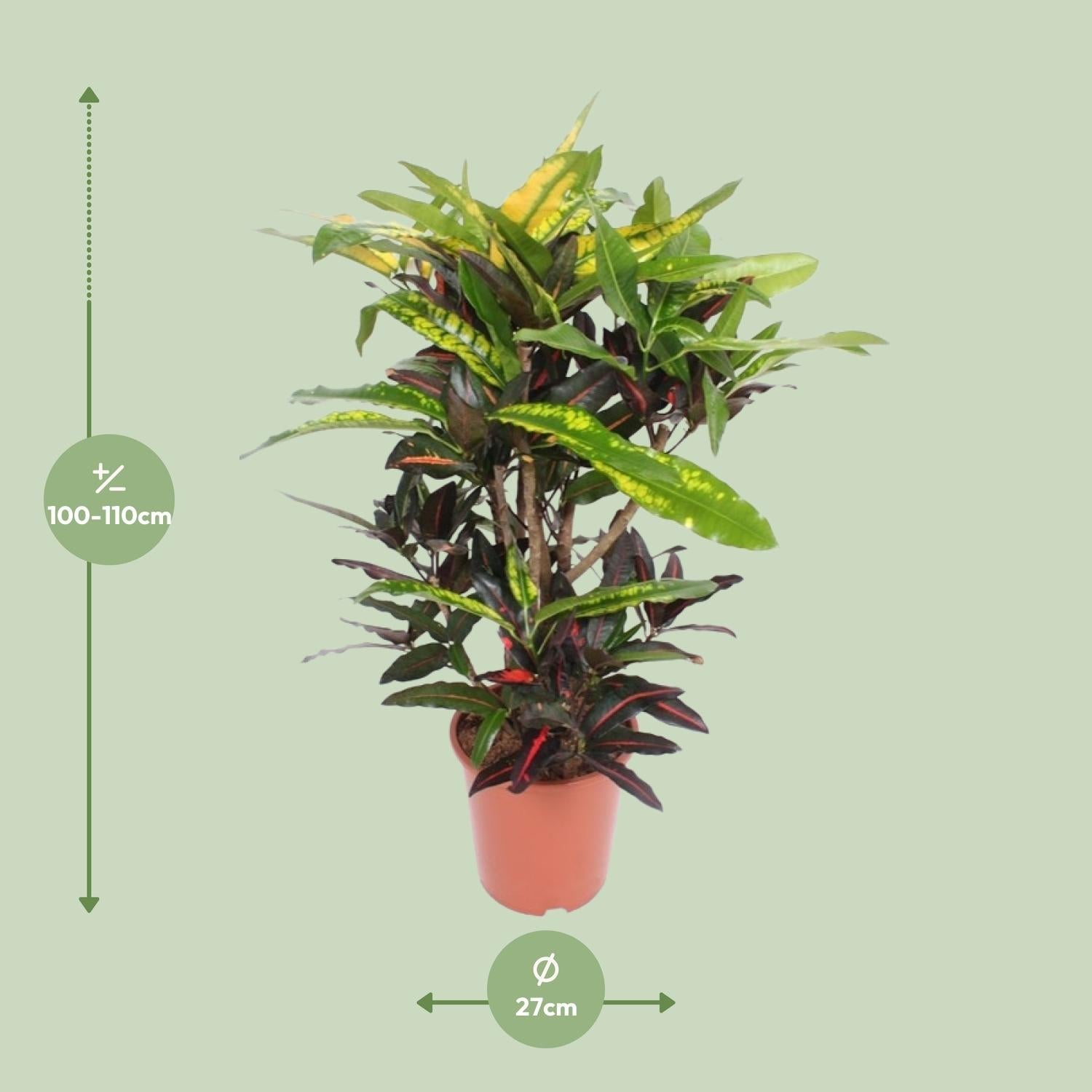 Codiaeum ‘Mango’ (Croton Mango) – Wunderstrauch – 27 cm Topf, 110 cm hoch - Green Guardia - Ihr Experte für Schädlinge und Pflanzen