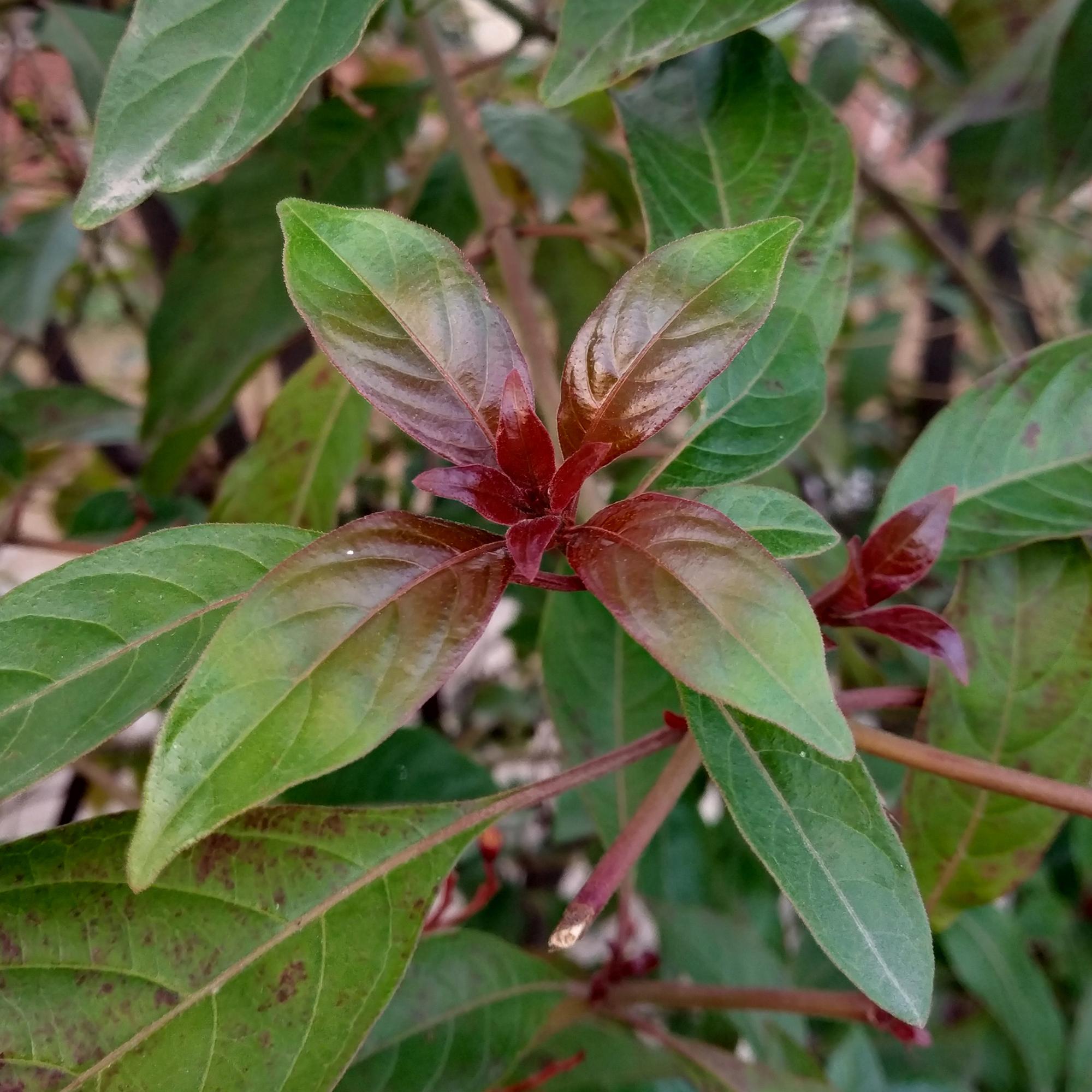 Cornus alba ‘Kesselringii’ – Zierhartriegel mit dunklen Zweigen, 45 cm hoch - Green Guardia - Ihr Experte für Schädlinge und Pflanzen