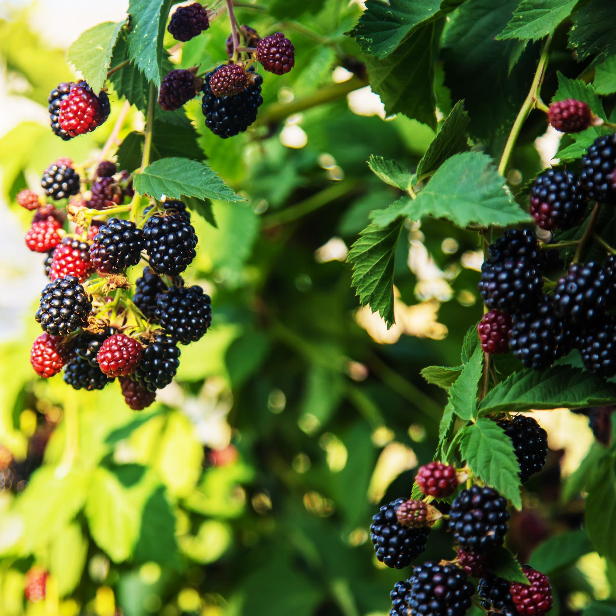 Dornenlose Brombeere „Triple Crown“ – 2 Pflanzen, 11 cm Topf, ca. 40 cm - Green Guardia - Ihr Experte für Schädlinge und Pflanzen