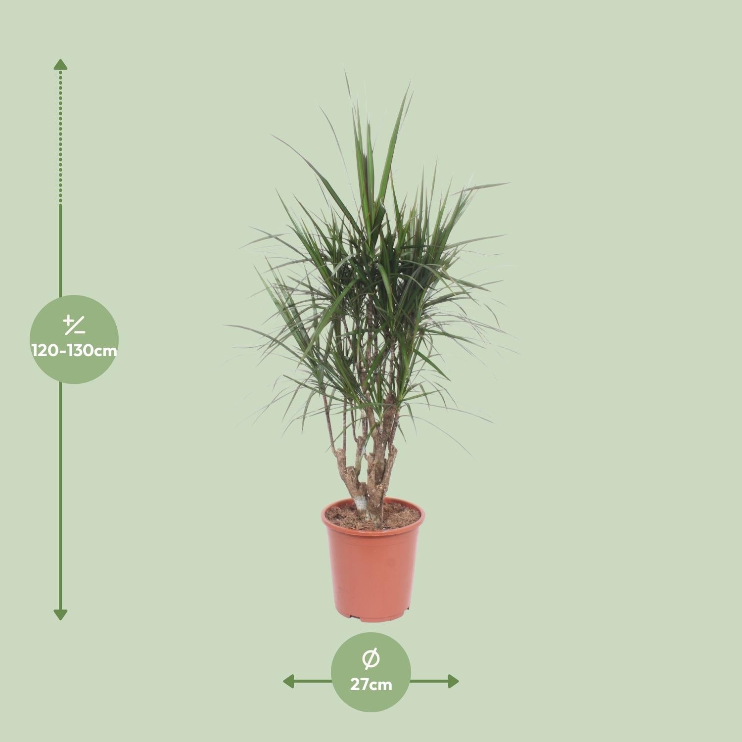 Drachenbaum (Dracaena marginata) – 55–130 cm - Green Guardia - Ihr Experte für Schädlinge und Pflanzen