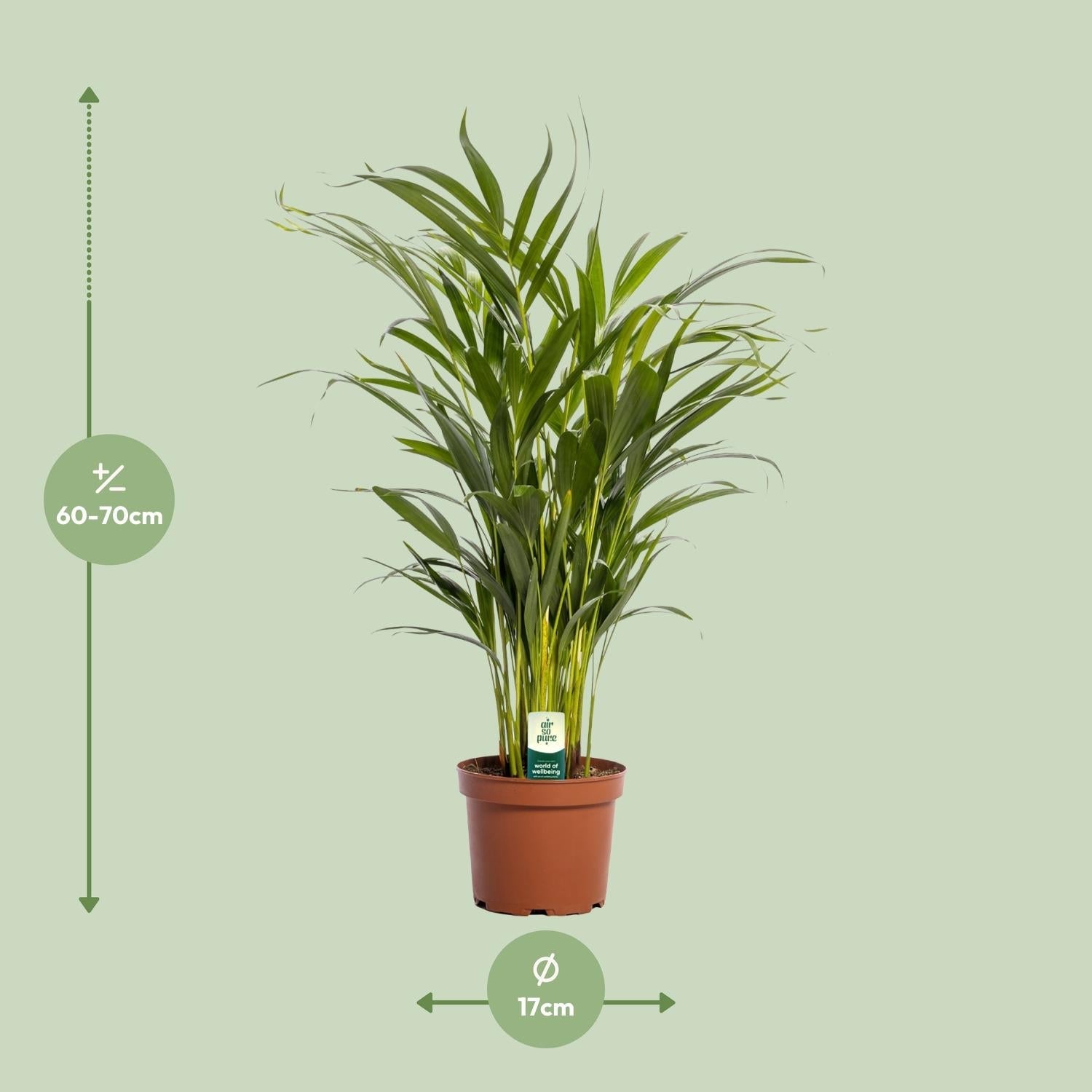 Dypsis Lutescens – Areca Palme - 40 - 125 cm - Green Guardia - Ihr Experte für Schädlinge und Pflanzen