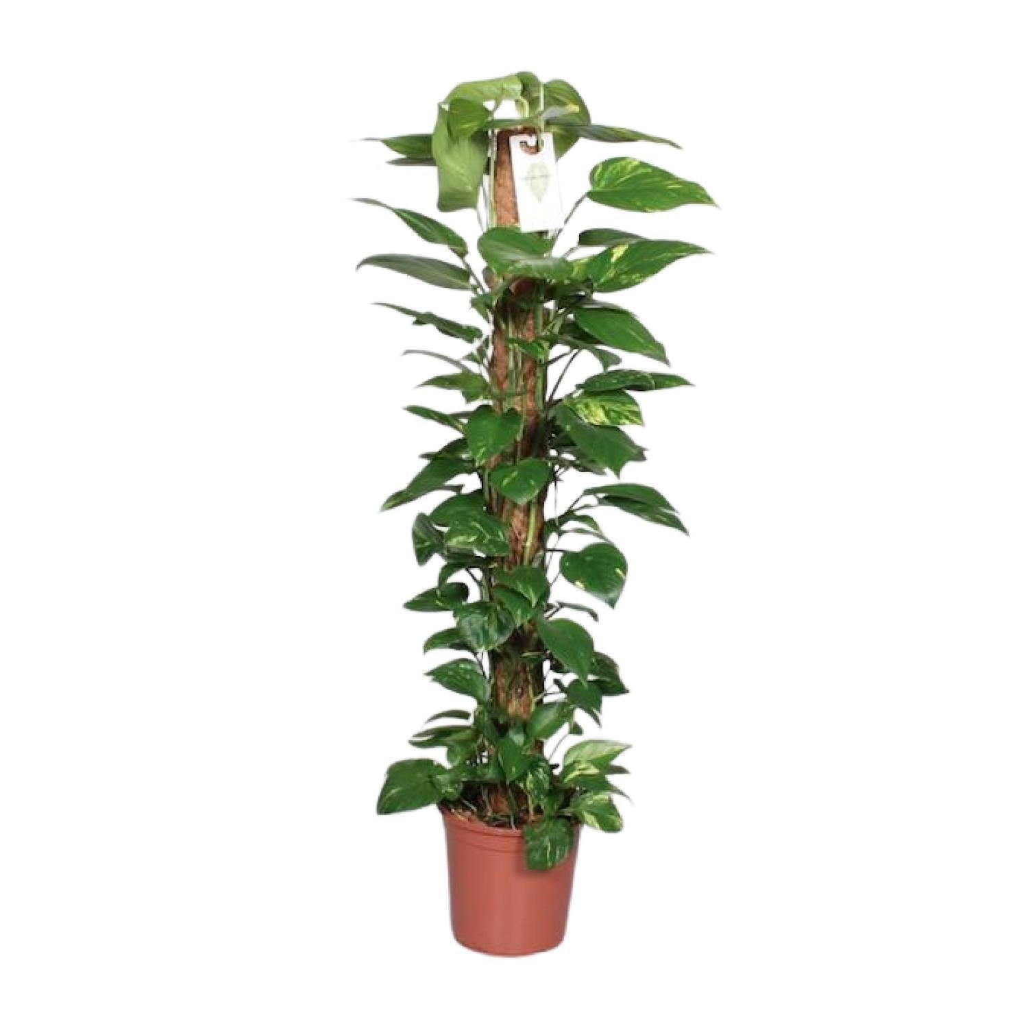 Epipremnum Pinnatum – Efeutute am Moosstab - 60 - 120 cm - Green Guardia - Ihr Experte für Schädlinge und Pflanzen