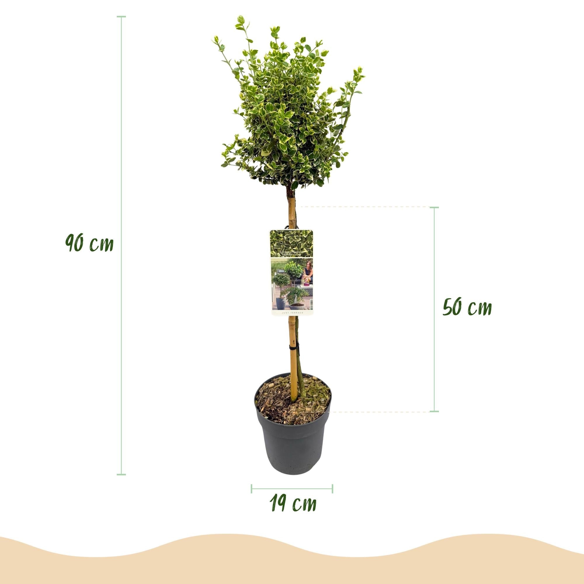 Euonymus fortunei ‚Emerald Gaiety‘ – Terrassenpflanze – immergrün & winterhart – grün - graues Blatt – 19 cm Topf, ca. 90 cm hoch - Green Guardia - Ihr Experte für Schädlinge und Pflanzen
