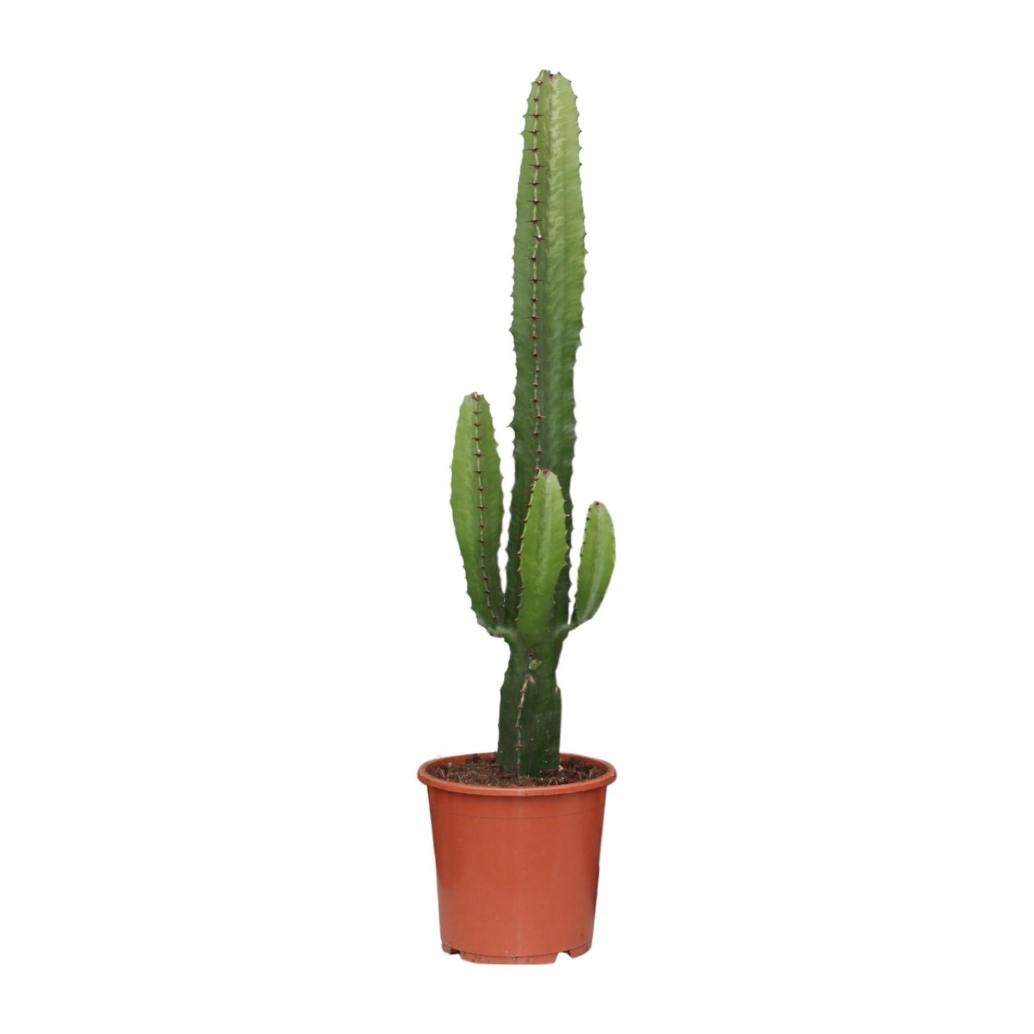 Euphorbia Acrurensis – Wüstenkerze - 50 - 60 cm - Green Guardia - Ihr Experte für Schädlinge und Pflanzen