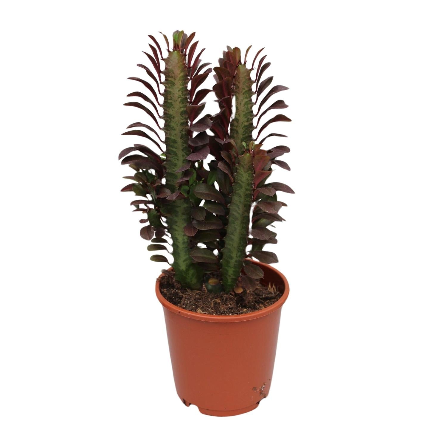 Euphorbia Trigona Rubra – Roter Afrikanischer Milchbaum - 40 - 70 cm - Green Guardia - Ihr Experte für Schädlinge und Pflanzen