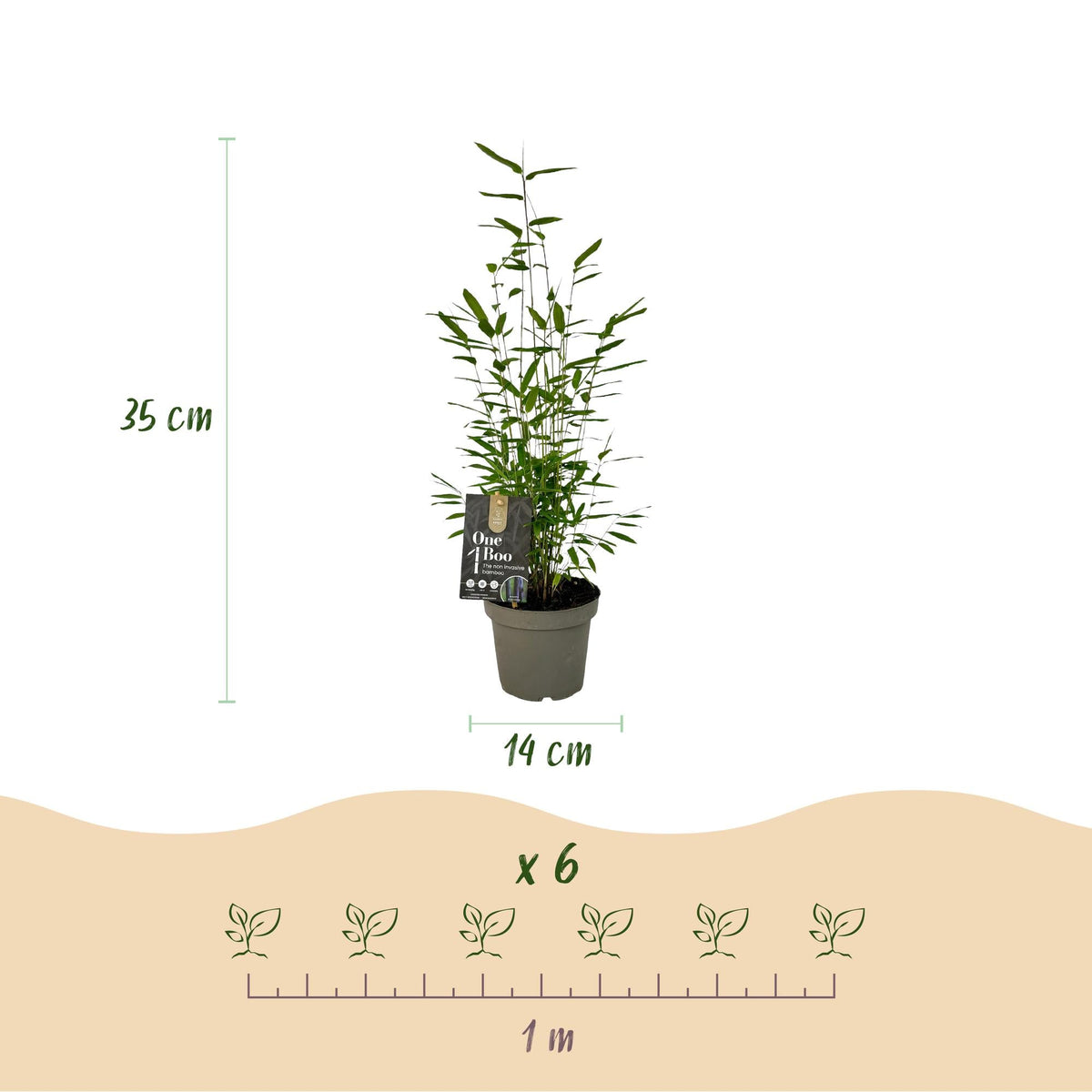 Fargesia 'Black Dragon' – horstbildender Bambus, 14 cm Topf, 35 cm hoc