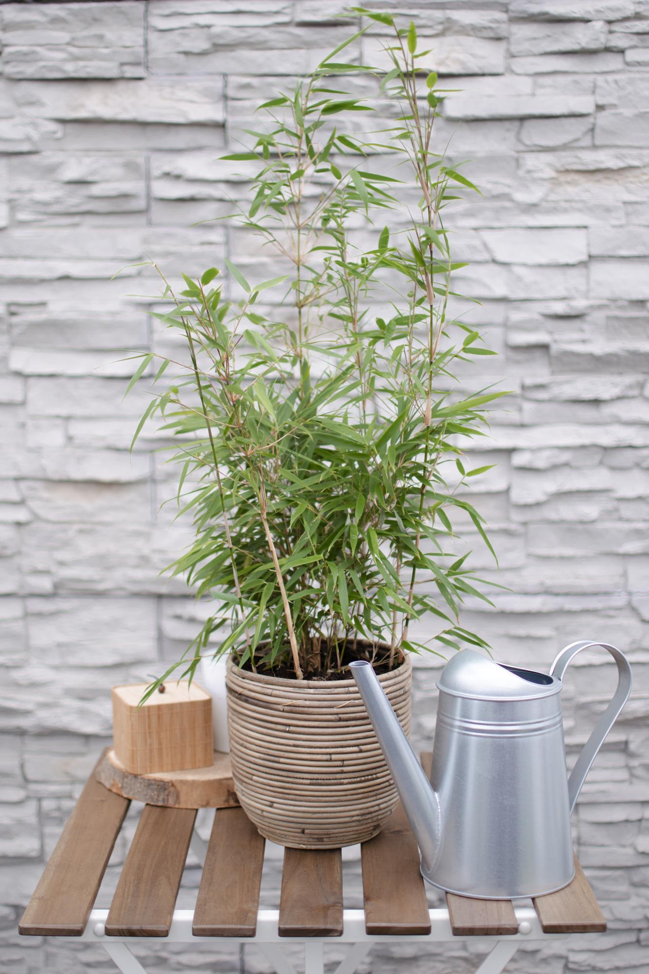 Fargesia rufa – horstbildender Gartenbambus in verschiedenen Höhen - Green Guardia - Ihr Experte für Schädlinge und Pflanzen