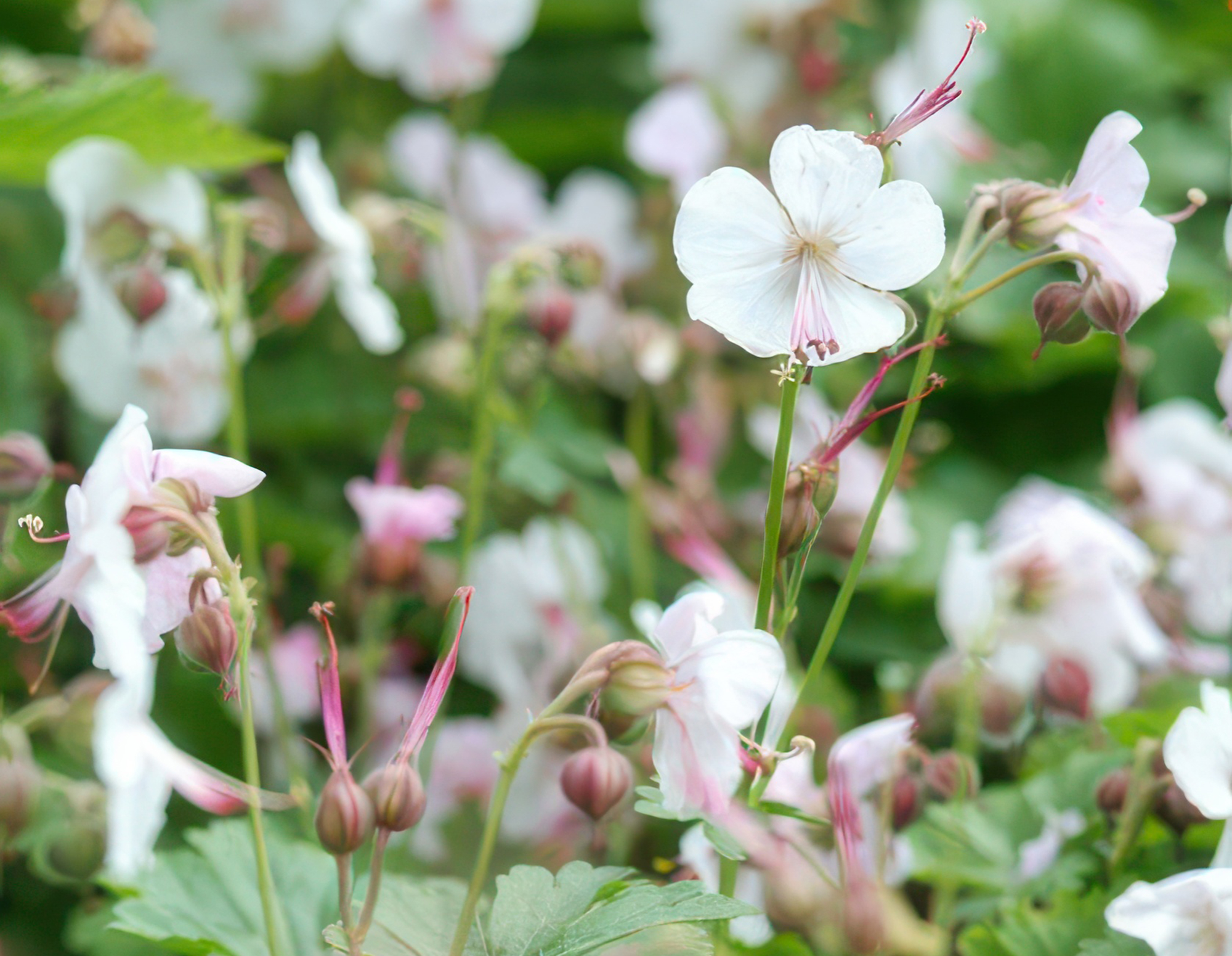 Geranium cantabrigiense ‘Biokovo’ – kompakter Storchschnabel, 9 cm Topf, 10–25 cm Höhe - Green Guardia - Ihr Experte für Schädlinge und Pflanzen