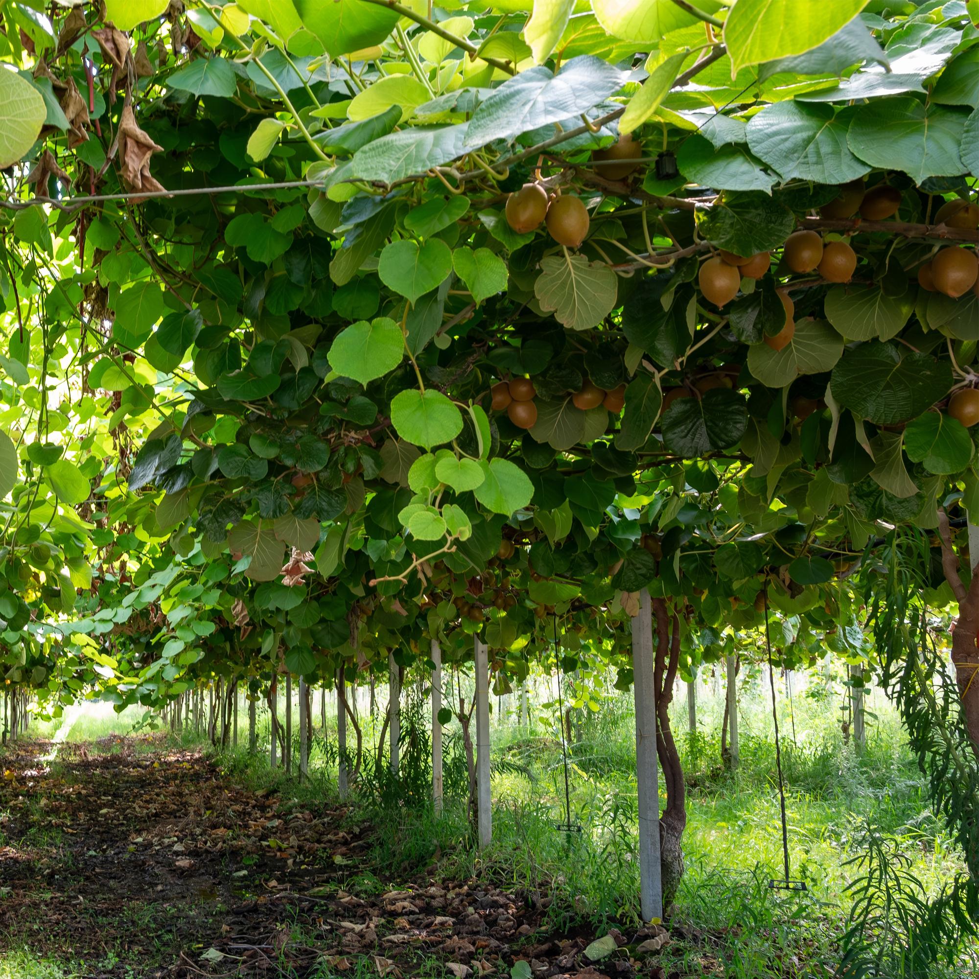 Grüne Kiwi „Jenny“ – Actinidia deliciosa, 2 Pflanzen im 15 cm - Topf (Höhe ca. 50 cm) - Green Guardia - Ihr Experte für Schädlinge und Pflanzen