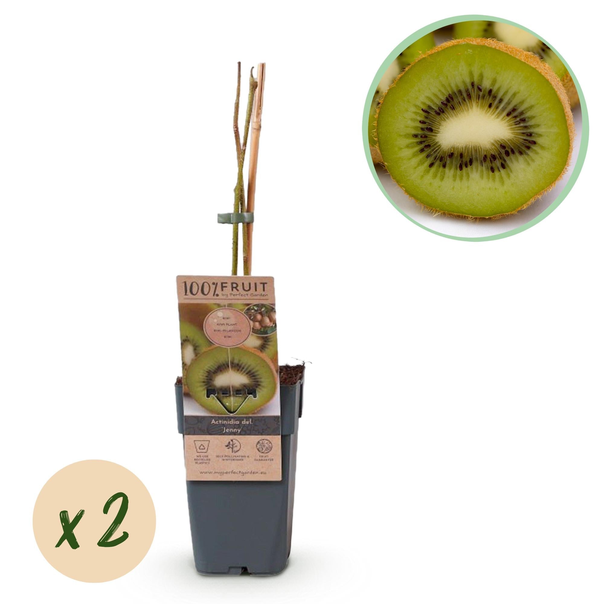 Grüne Kiwi „Jenny“ – Actinidia deliciosa, 2 Pflanzen im 15 cm - Topf (Höhe ca. 50 cm) - Green Guardia - Ihr Experte für Schädlinge und Pflanzen